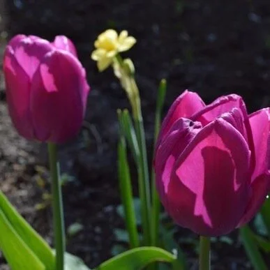 Spring Equinox Ritual to welcome in the new season this Thursday March 18 at 8pm. 🌷🌈

I hope you will join me for a ritual to celebrate the start for the spring by season! 

Link to register in my bio

#reclaimritual
#celebratespring
#springiscomin