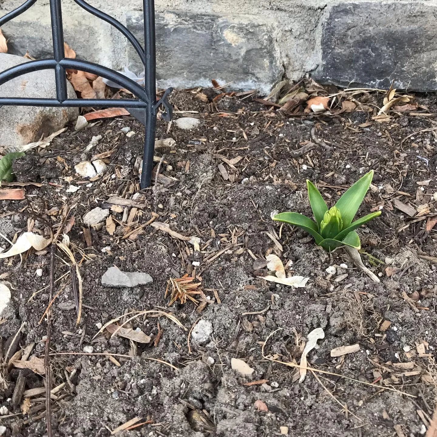 Signs of spring!!!!! 

What have you noticed changing? 

#springiscoming 
#springmagic
#gardenlife 
#newlife
#goodthingsaregrowing
