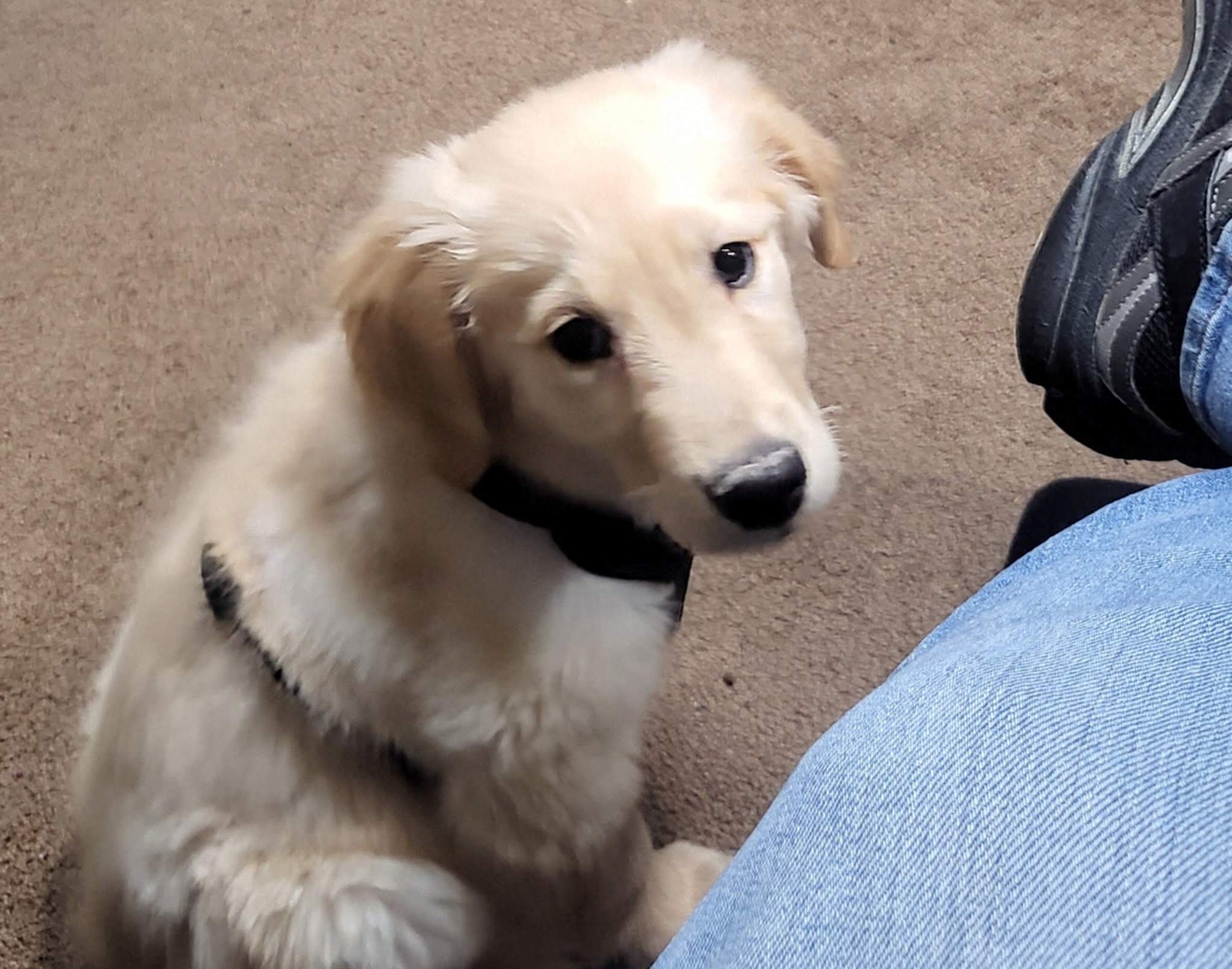 Fly With Me Adds Lost Pet and Deer Finder Services