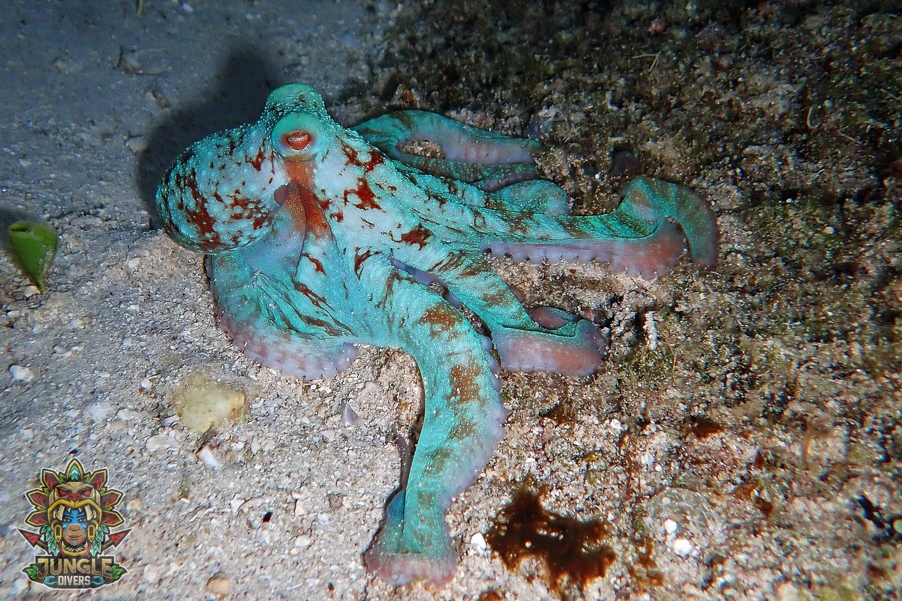 Caribbean reef octopus seen while diving with Jungle Divers in Cozumel