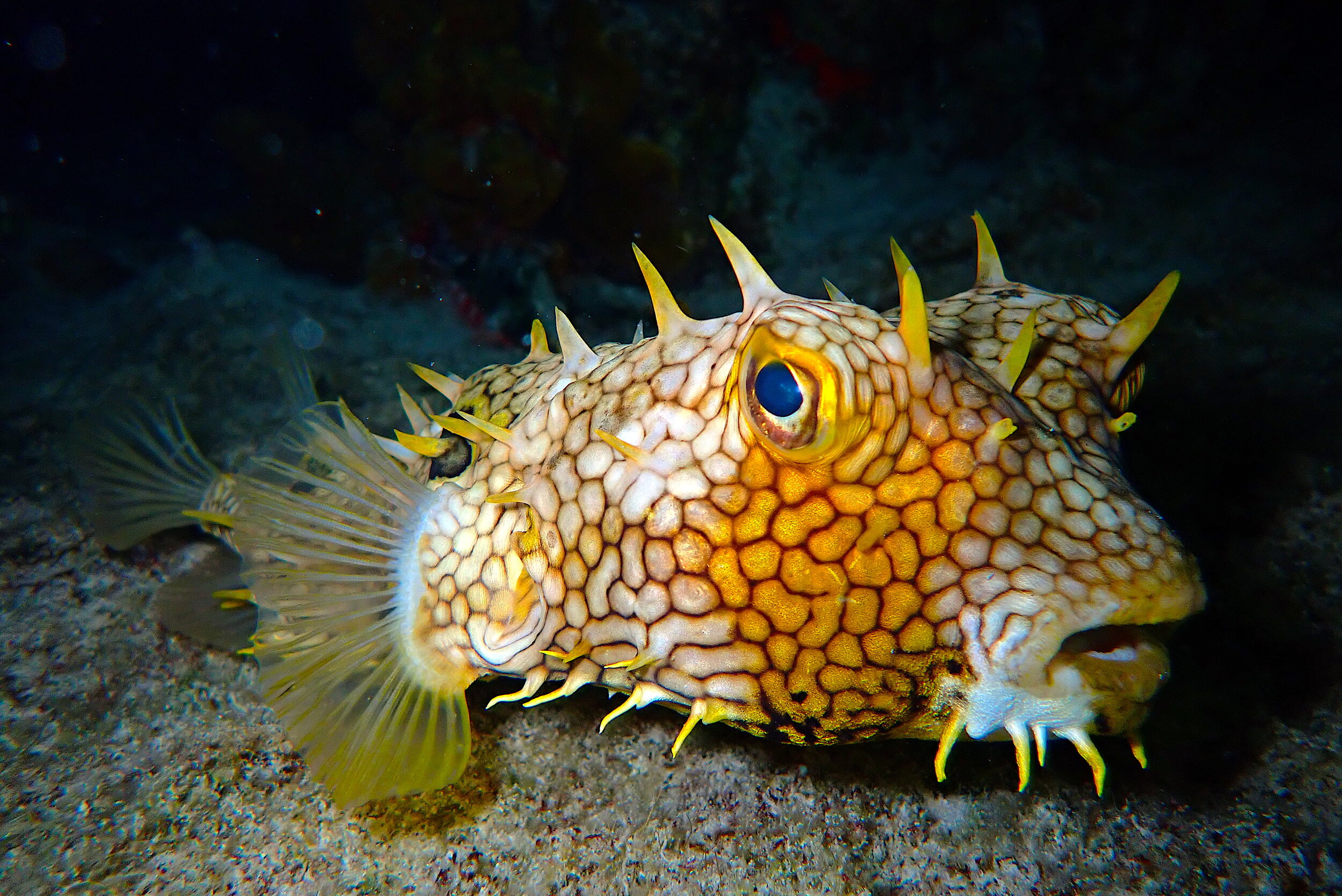 Web burrfish photographed while scuba diving in Cozumel