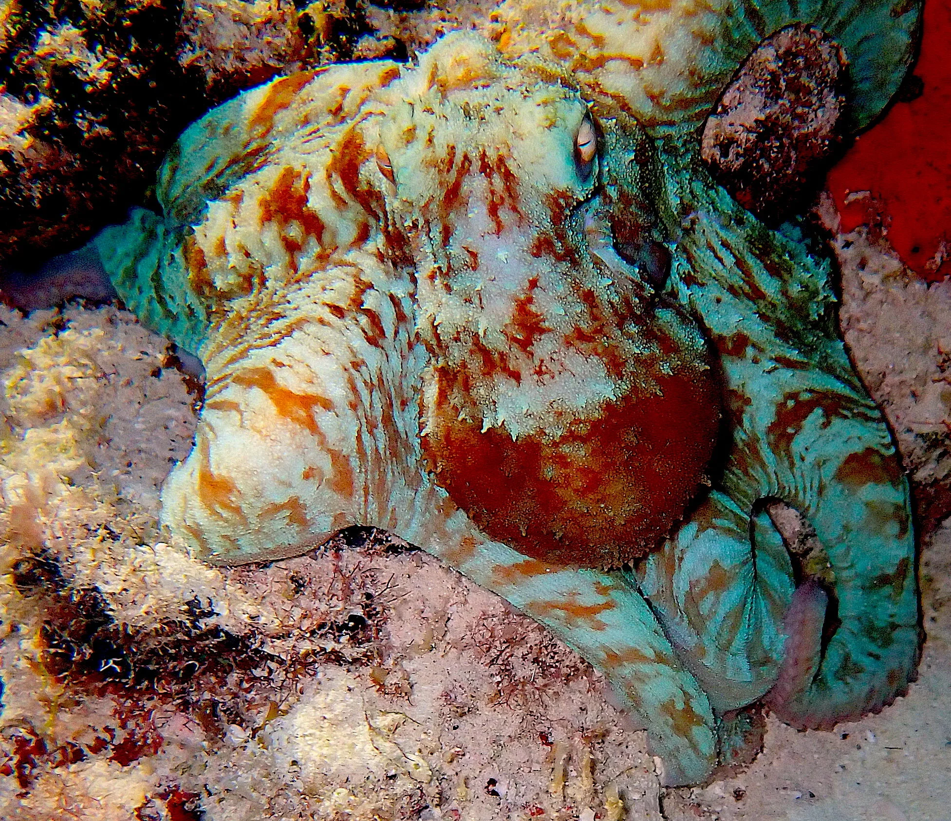 Caribbean reef octopus displaying its colors during a night dive in Cozumel