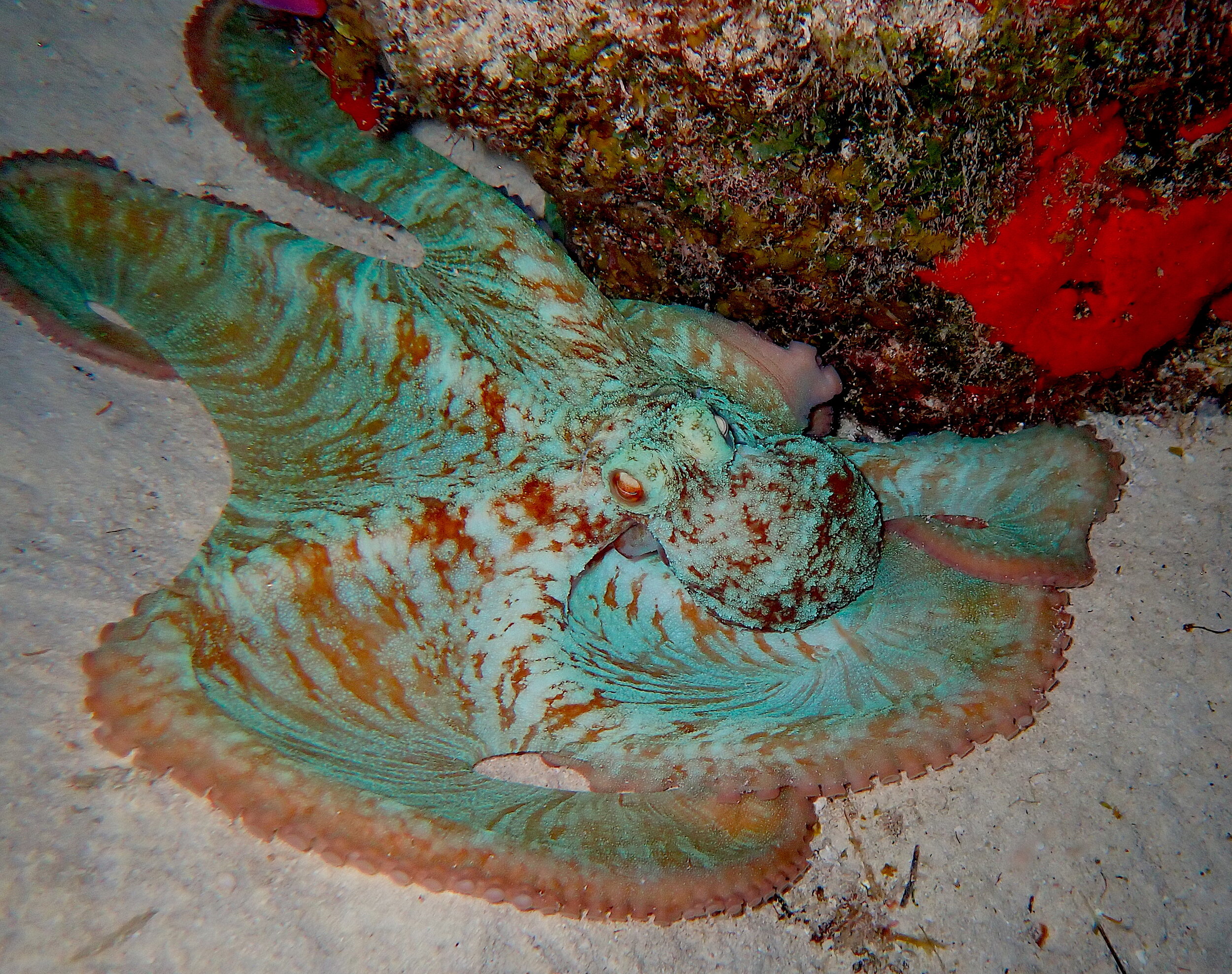 Caribbean reef octopus photographed while scuba diving in Cozumel