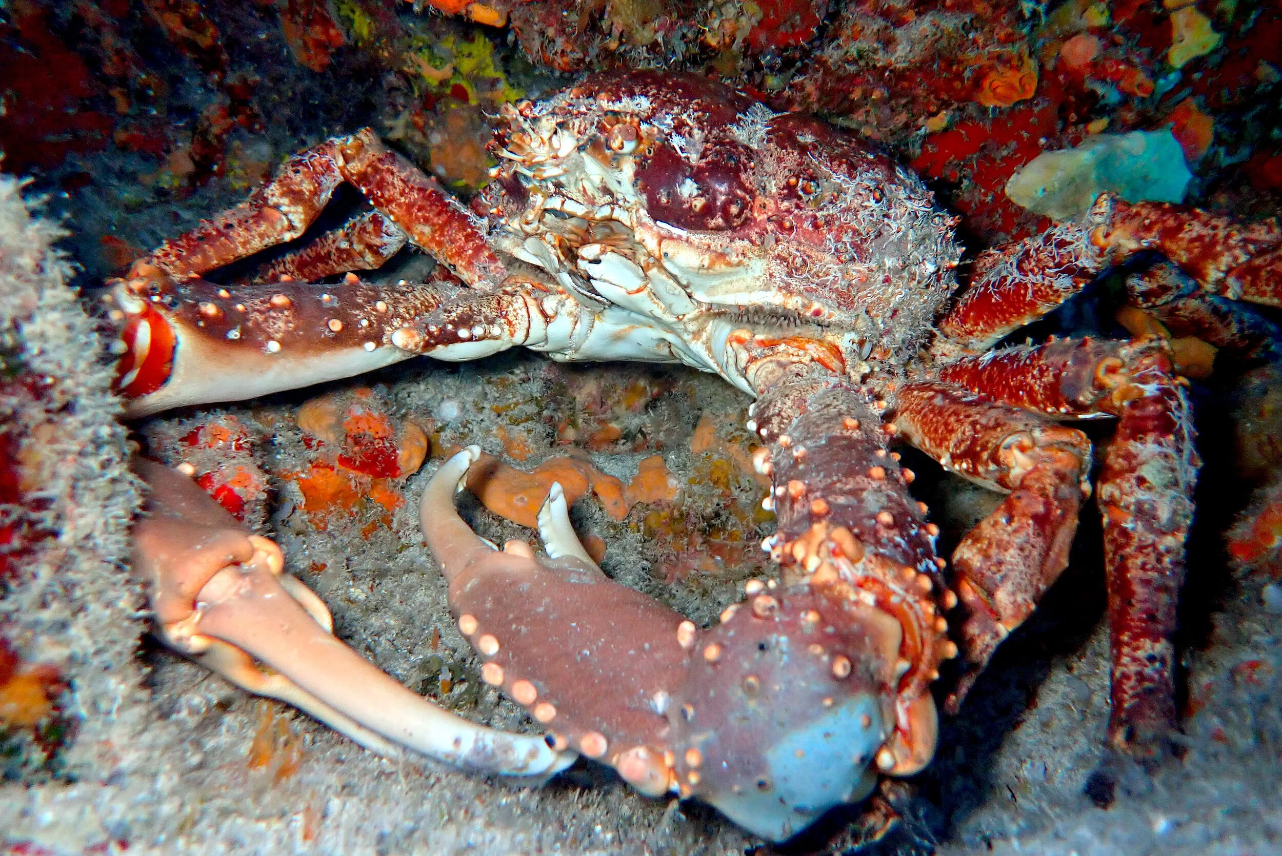 Crab scavenging on the reef during a night dive in Cozumel