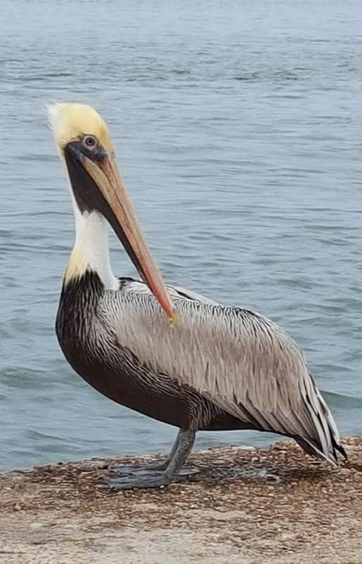 Our favorite pelican on a rock near the water at Costa del Sol Cozumel, spotted near the pier by Weโve Gone Coastal Villa โ a common sight for guests enjoying the shoreline.