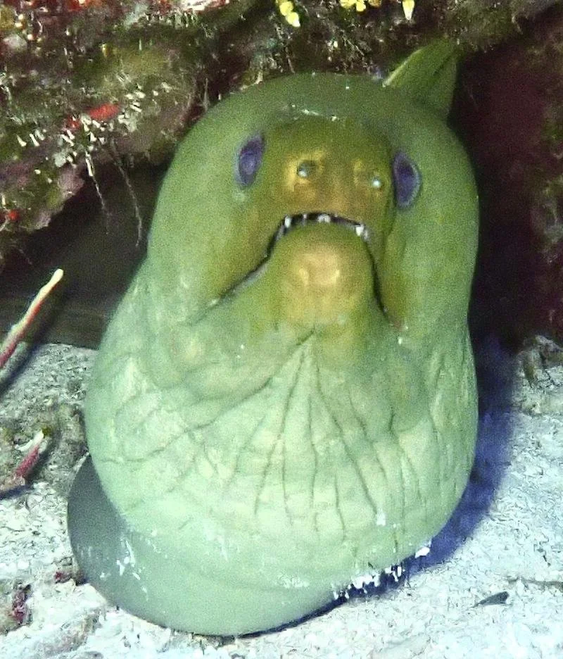 doru-travel-blogger-moray-eel-friend.jpg