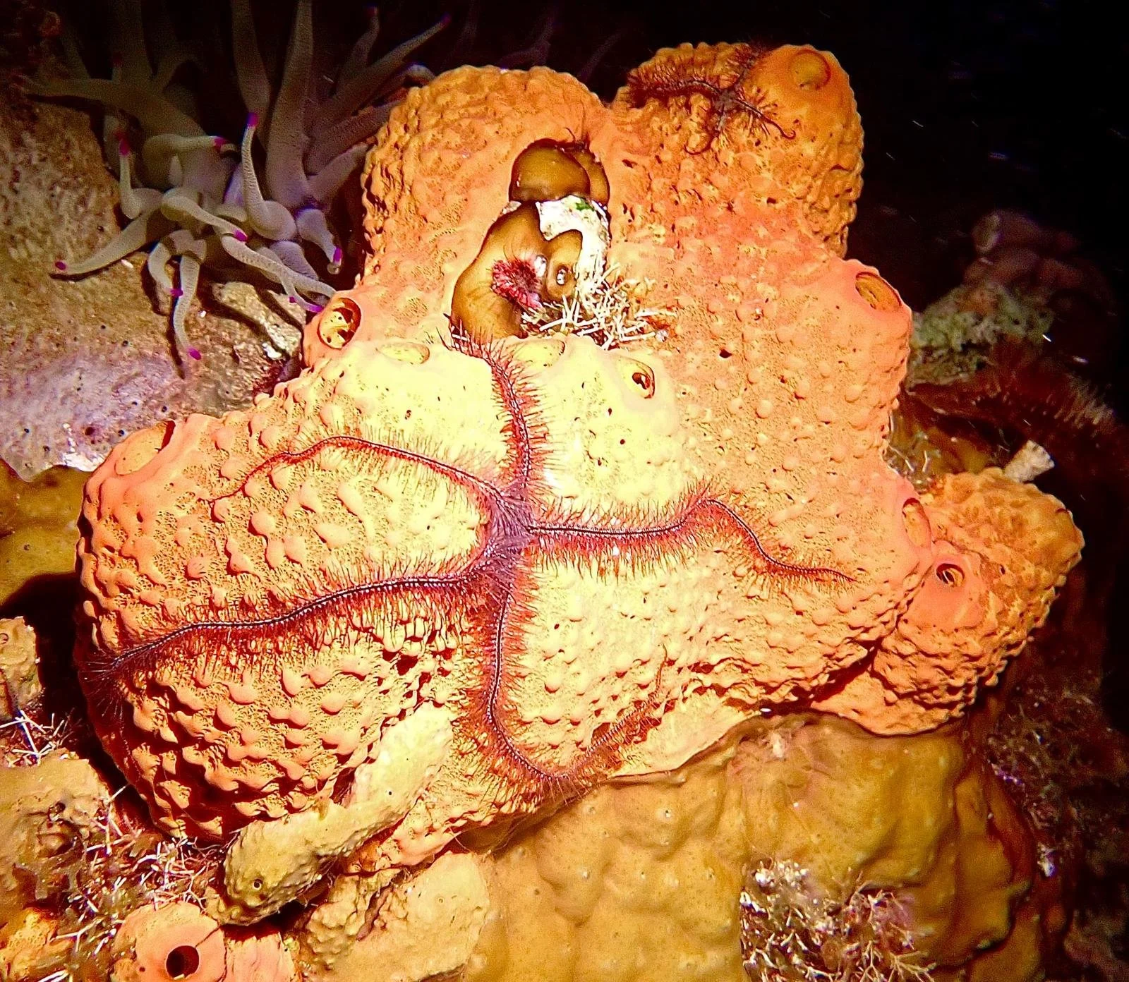 arrow-crab.jpg