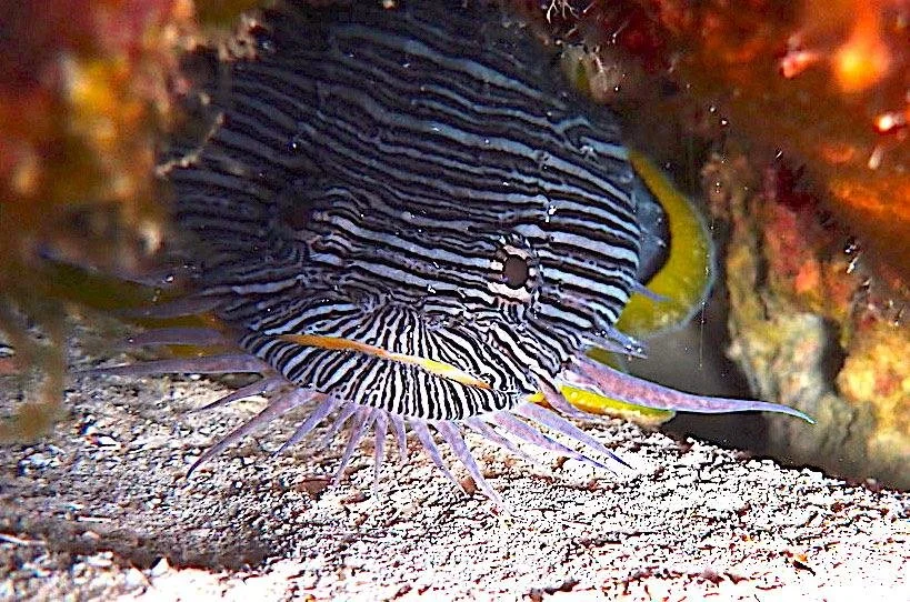 Splendid toadfish hiding beneath a coral reef while scuba diving in Cozumel, Mexico