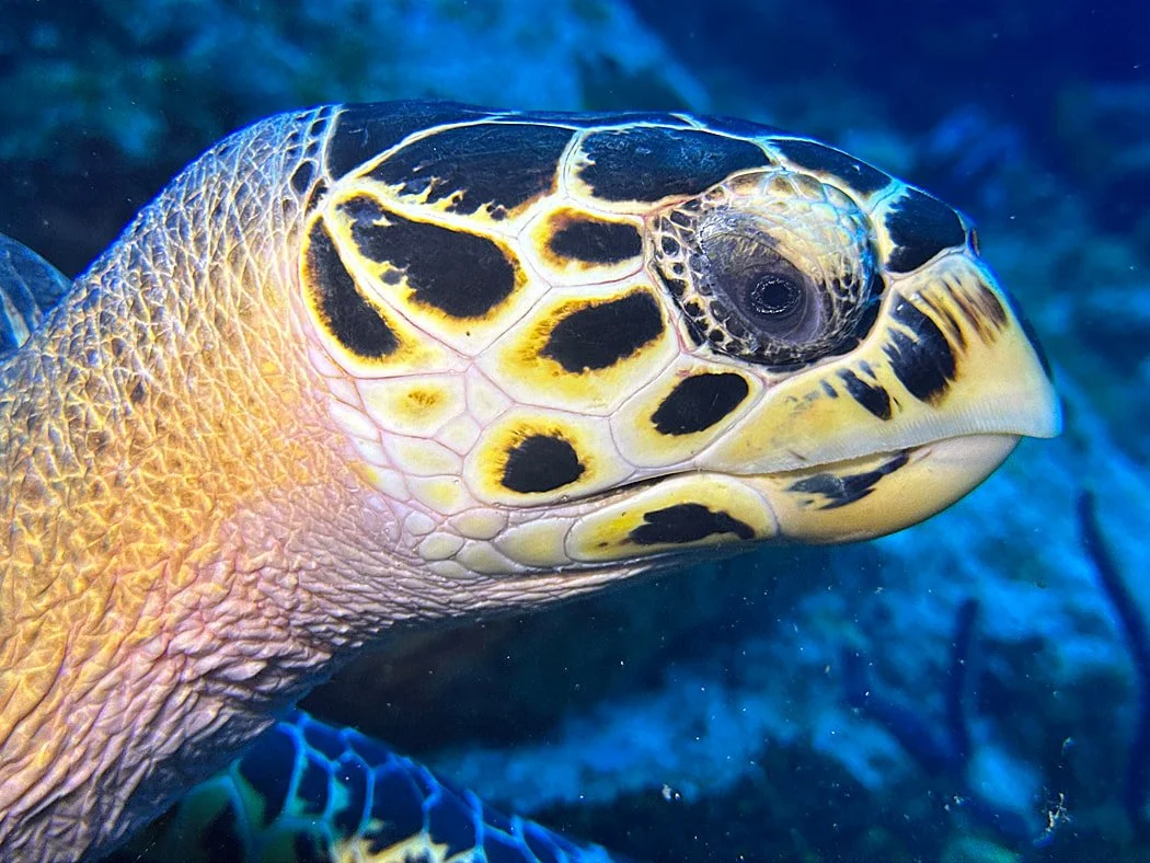 Hawksbill sea turtle swimming underwater while scuba diving in Cozumel