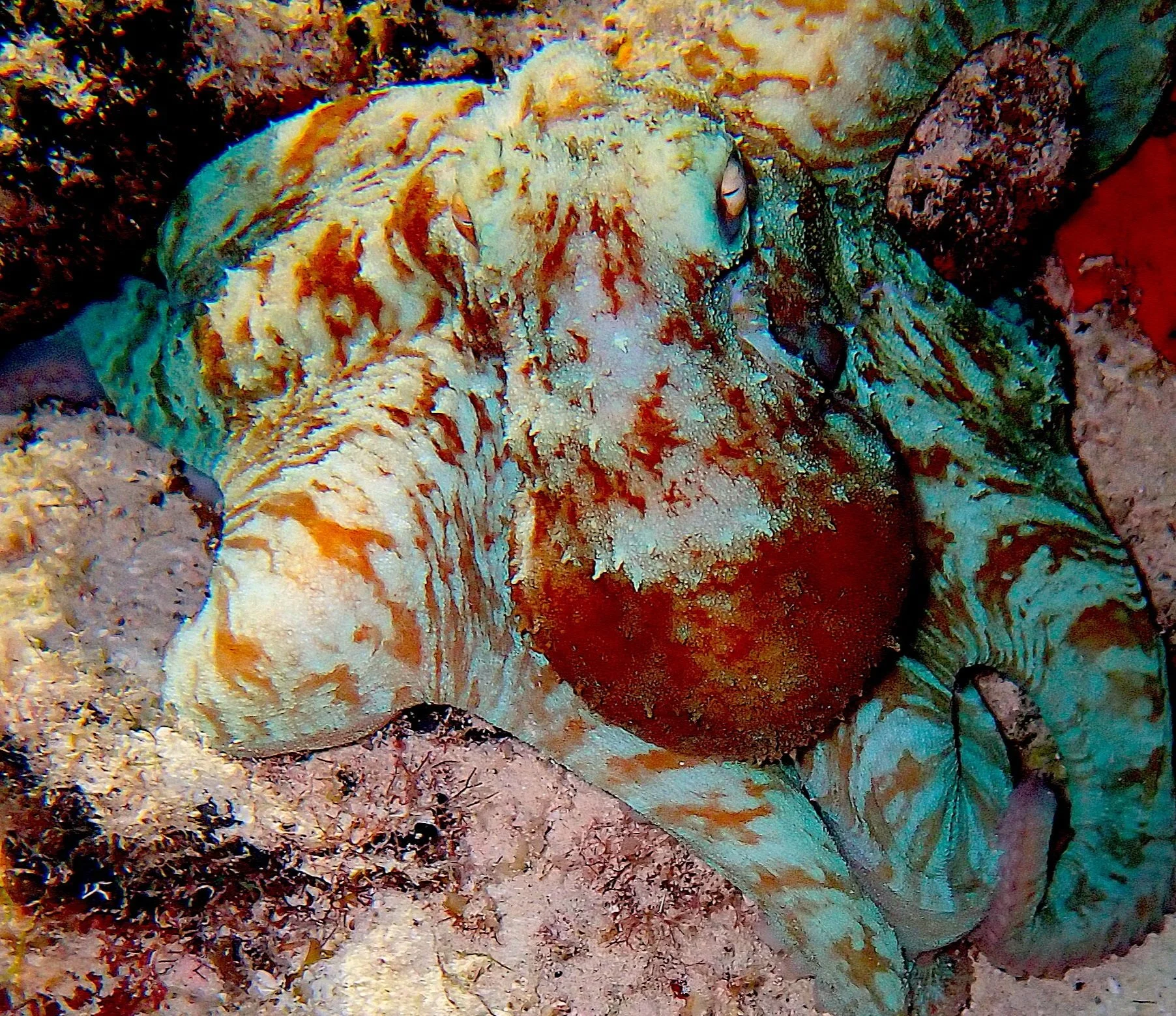 Octopus moving across a coral reef during a night dive in Cozumel.