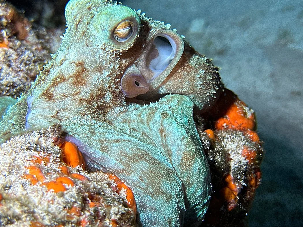 Close-up of a Caribbean reef octopus underwater while scuba diving in Cozumel