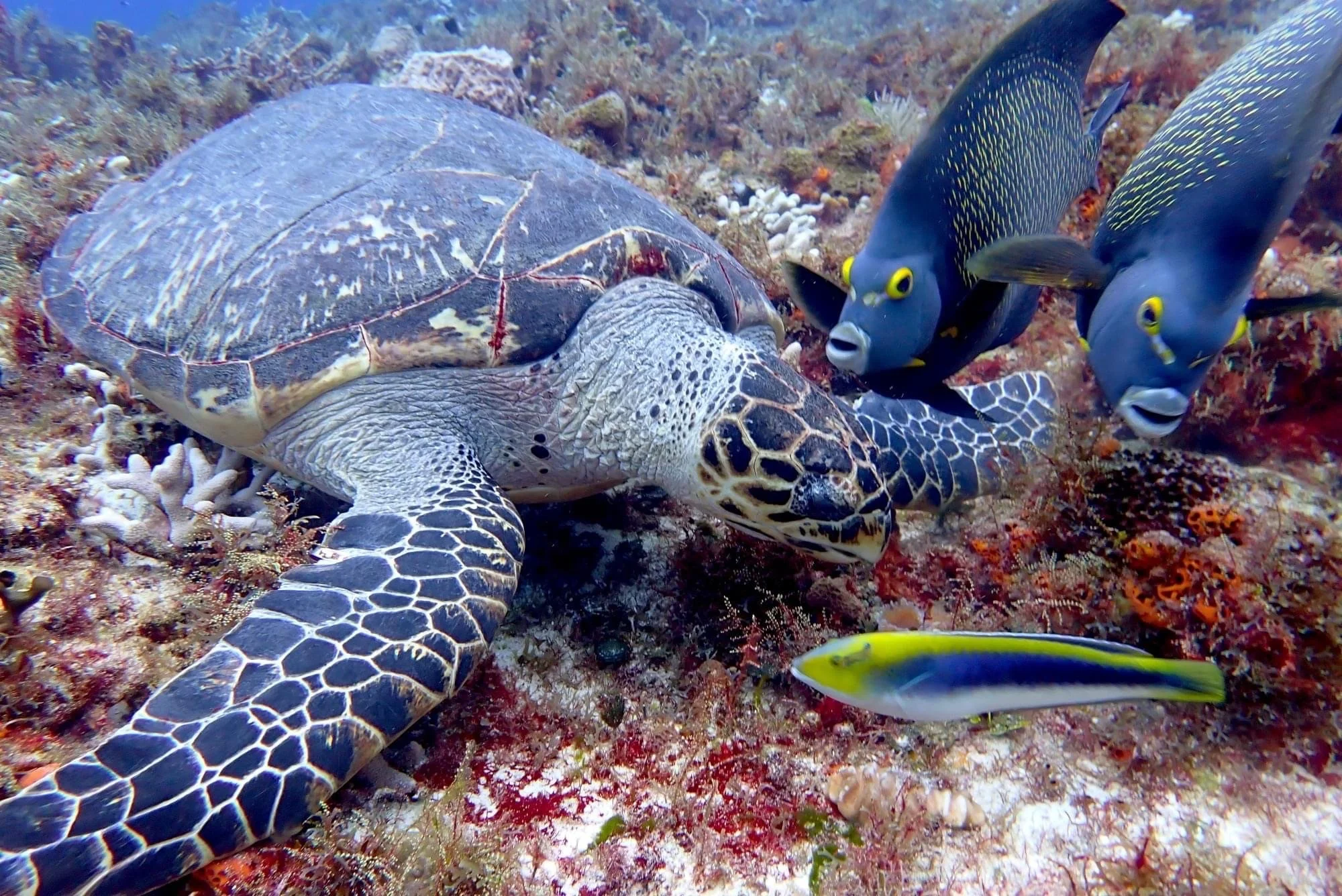 hawksbill-sea-turtle-fish-cozumel-scuba-diving.JPG
