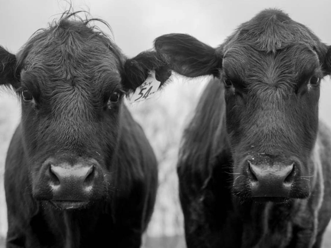 KurtzG_Cow Series-14.jpg