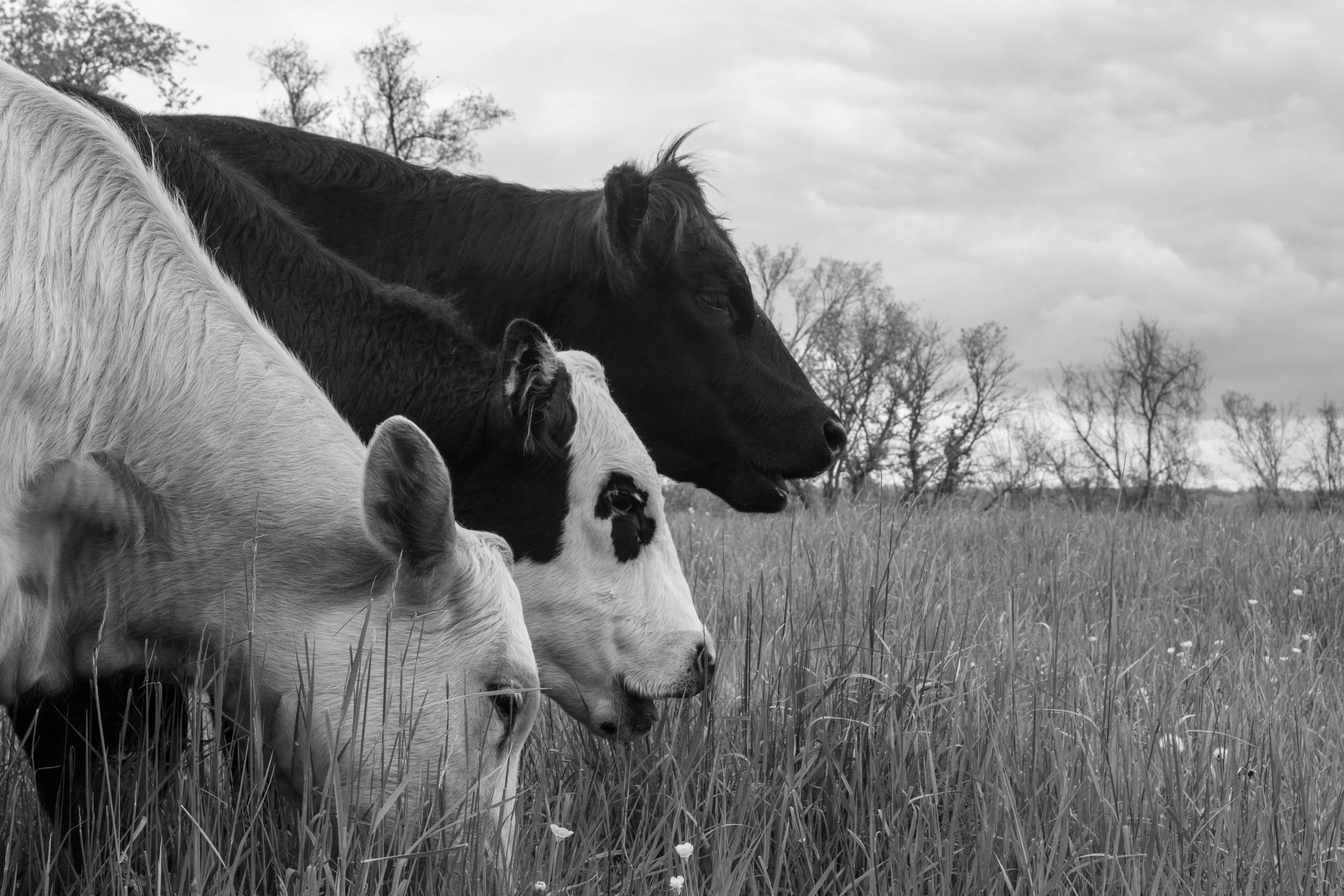 KurtzG_Cow Series-15 copy.jpg