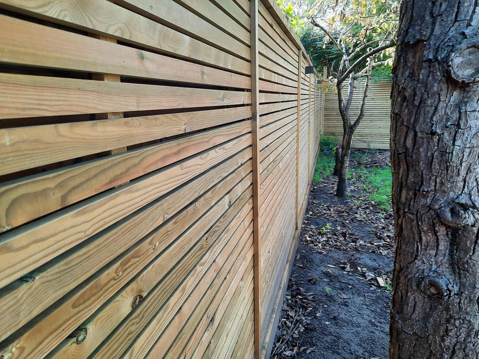 redwood square 2.JPG