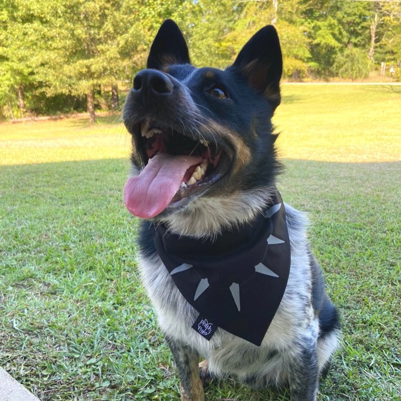 black panther dog collar