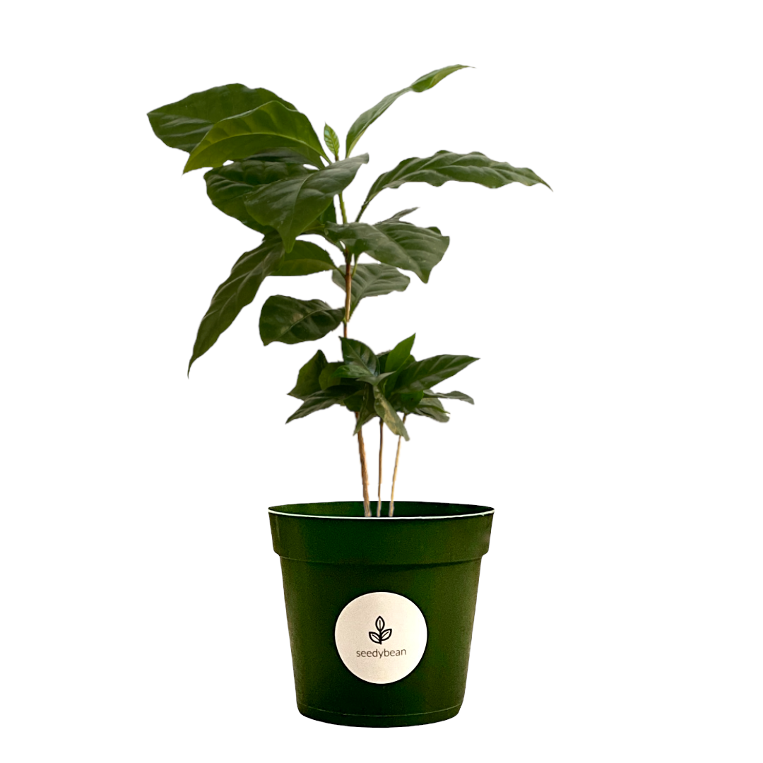 Coffee Plant Arabica — seedybean