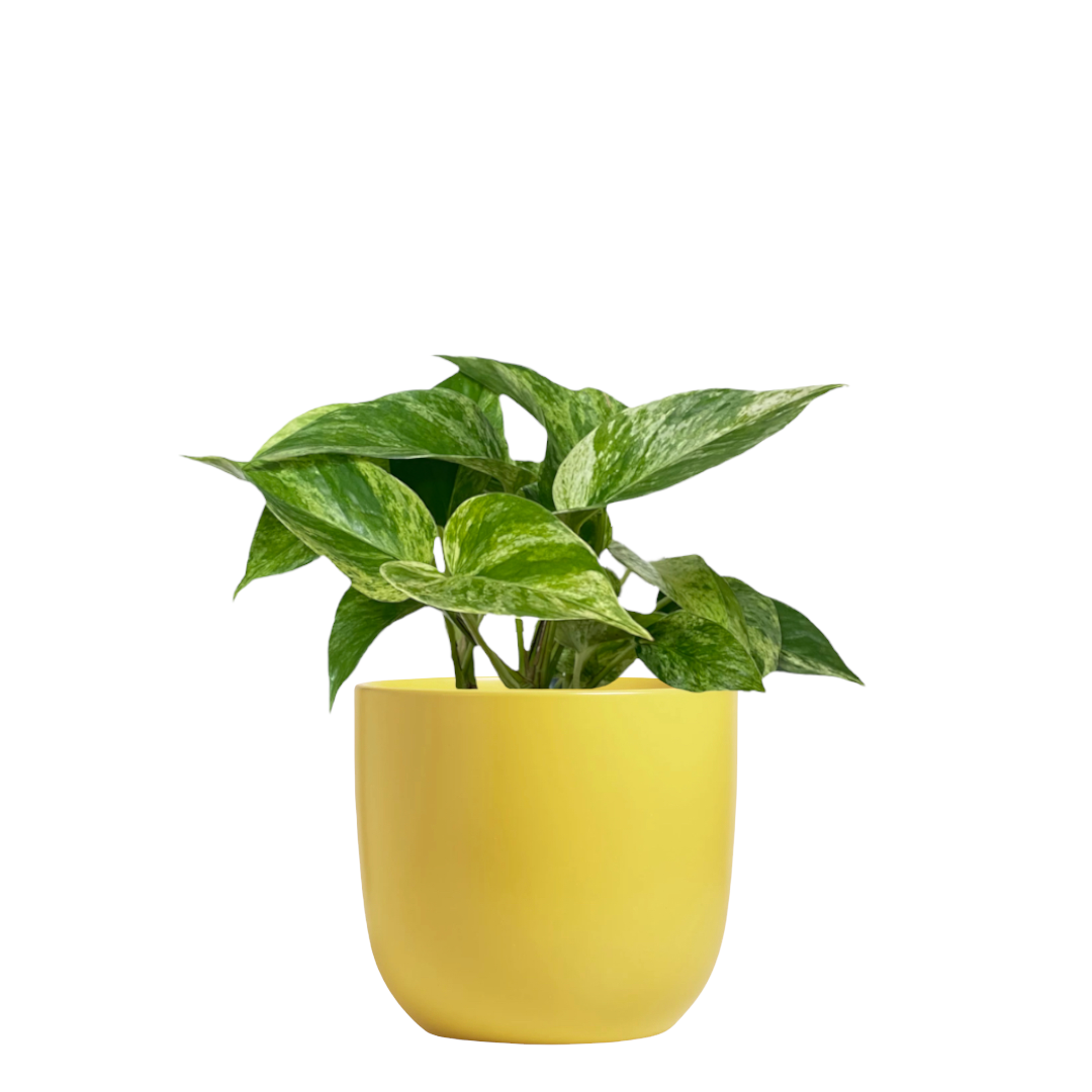 pothos-marble-queen-seedybean