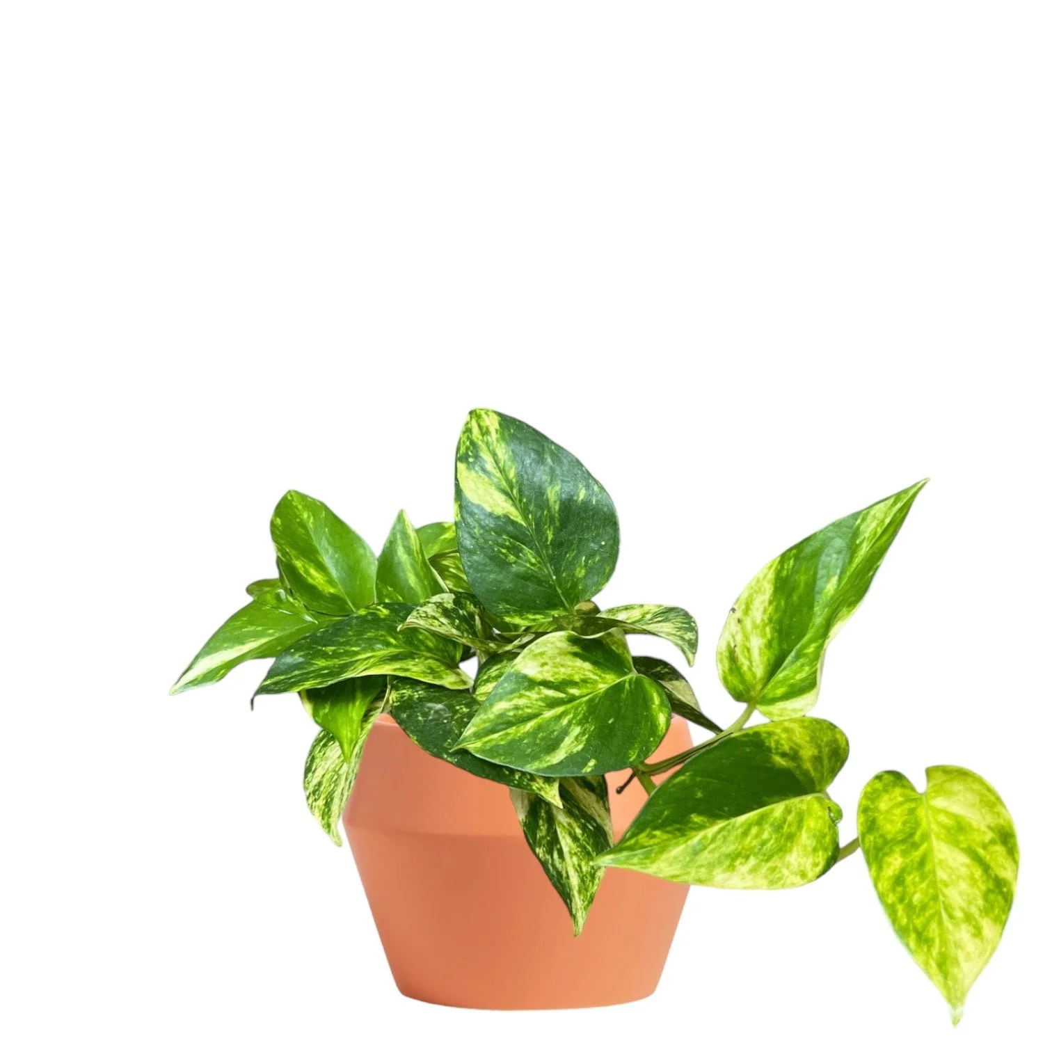 Golden Pothos Plant For Sale seedybean — seedybean