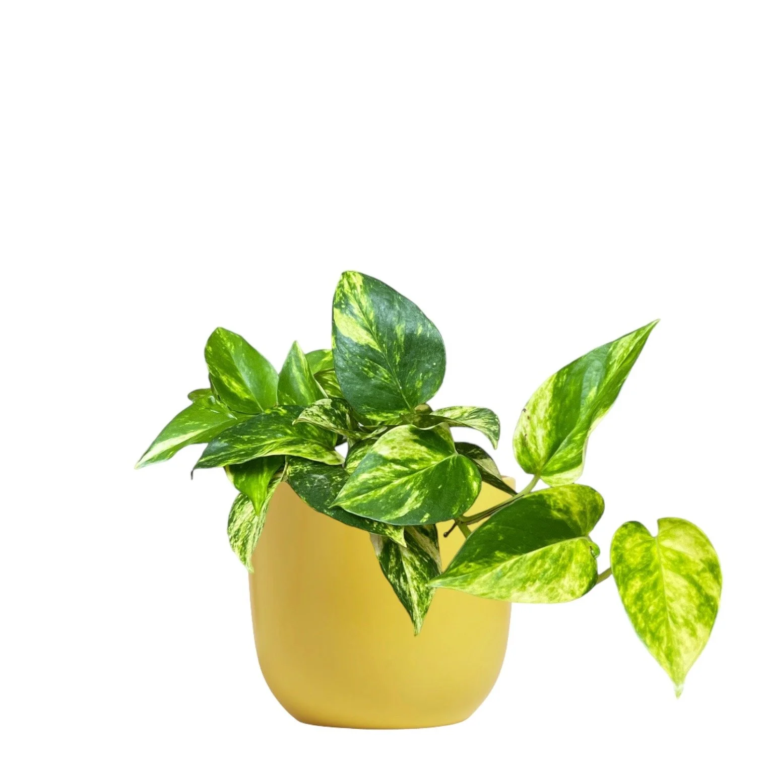 Golden Pothos Plant For Sale seedybean — seedybean