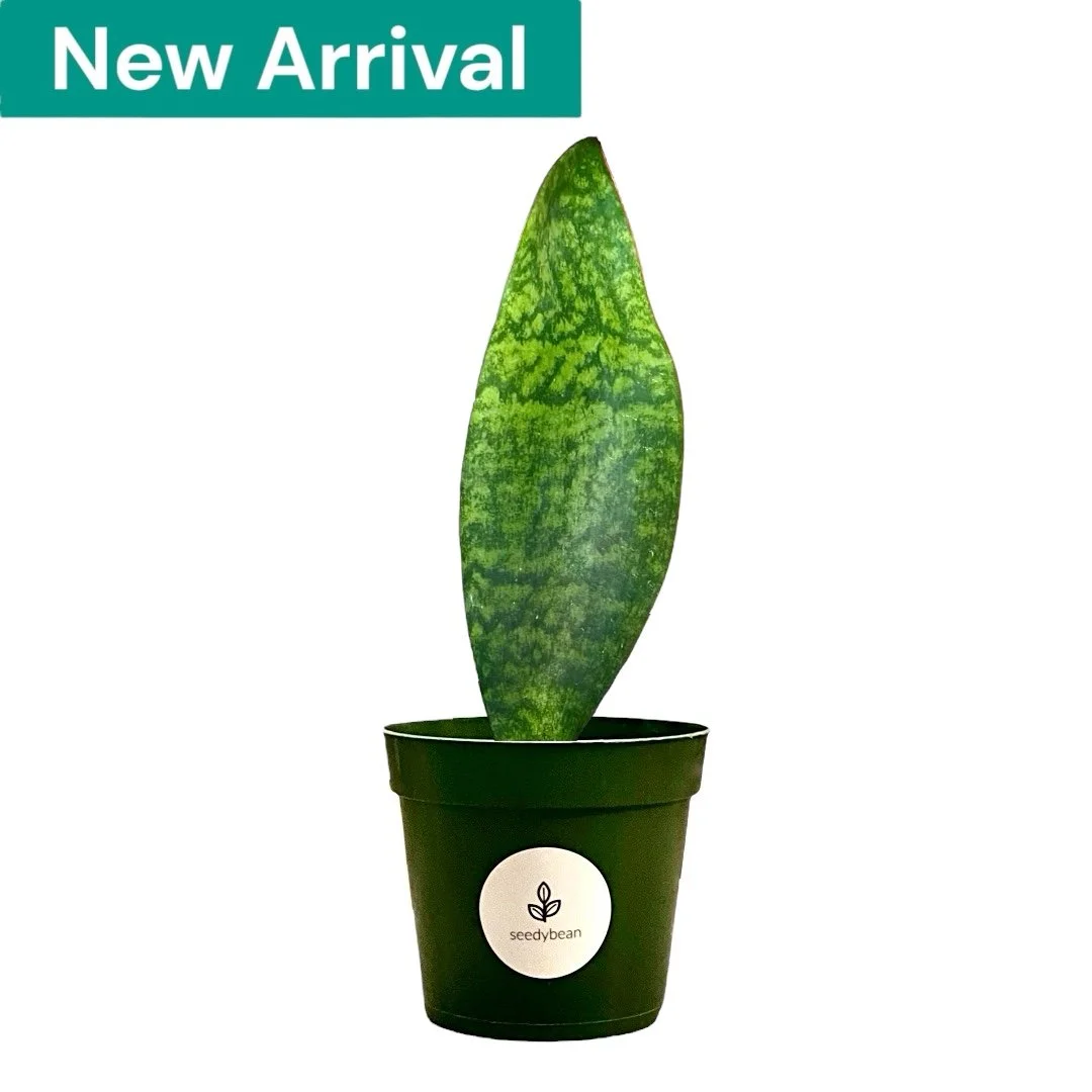 Snake Plant 'Whale Fin'  seedybean