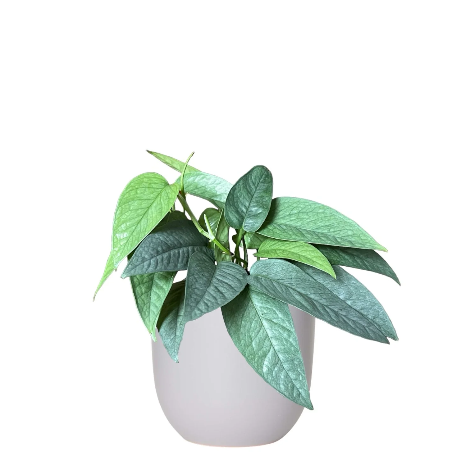 monstera minima substrat Rhaphidophora tetrasperma - Monstera minima Houseplants | Hortology main image 1