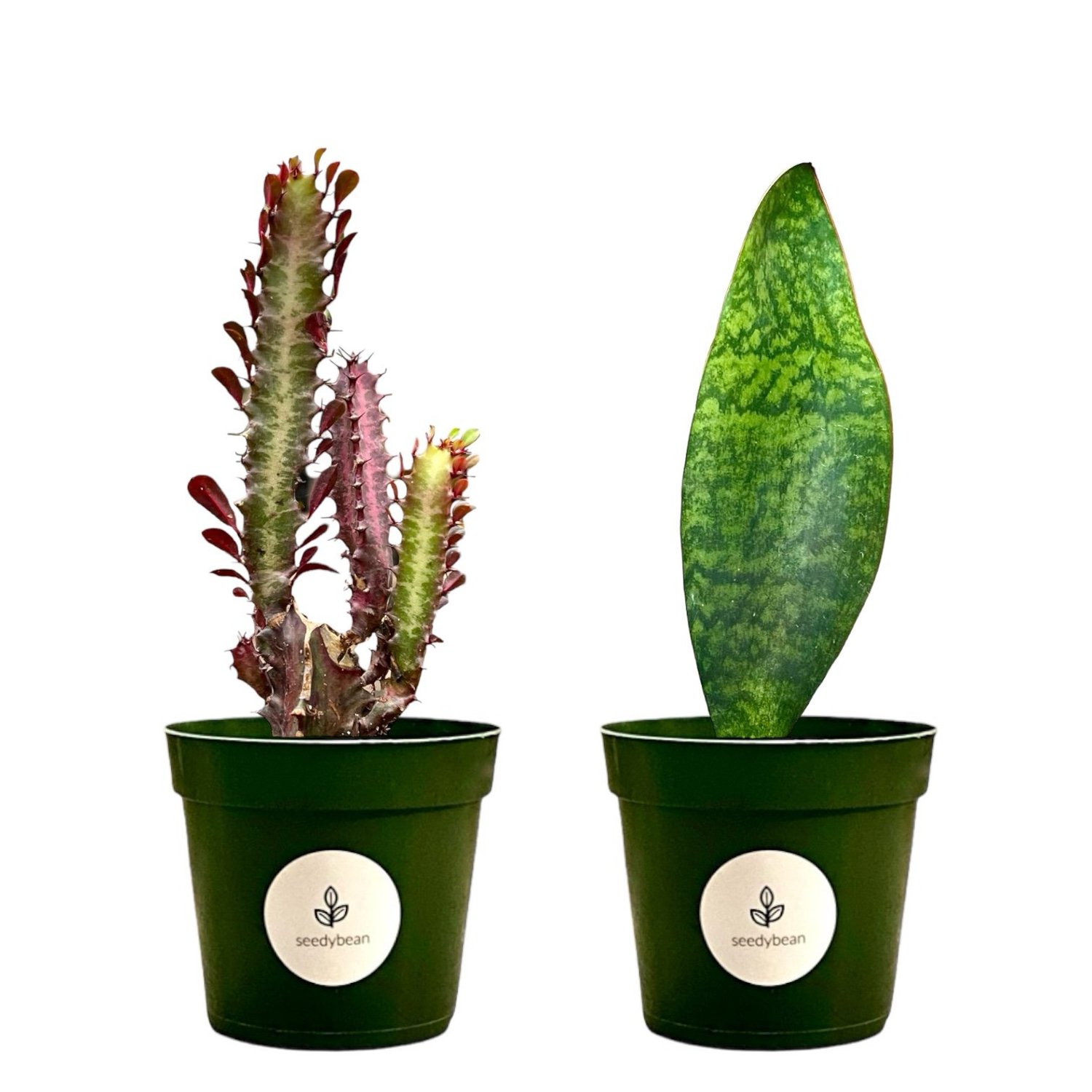 air-plant-magnet-seedybean