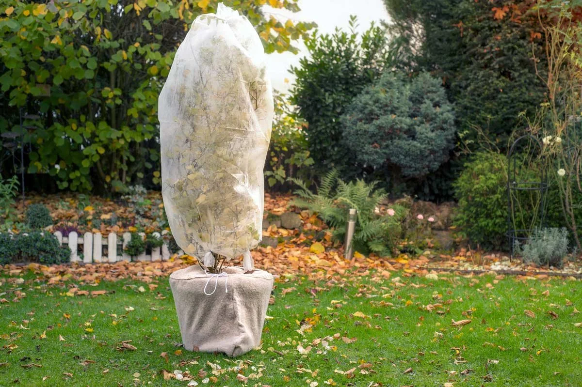 How to Protect Your Plants from the Cold