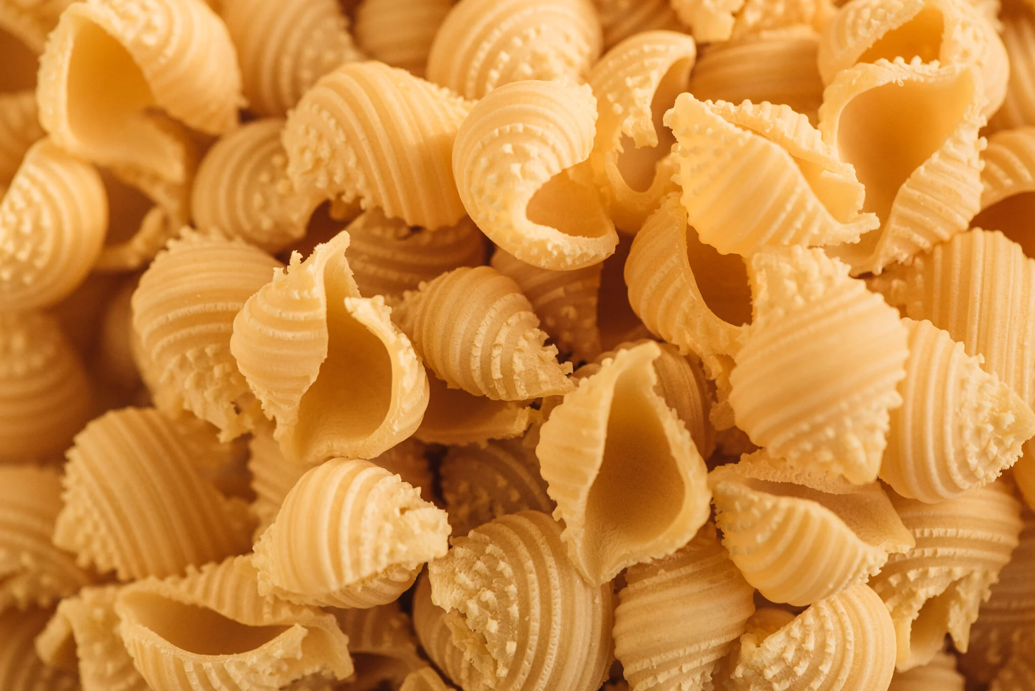 Conchiglie