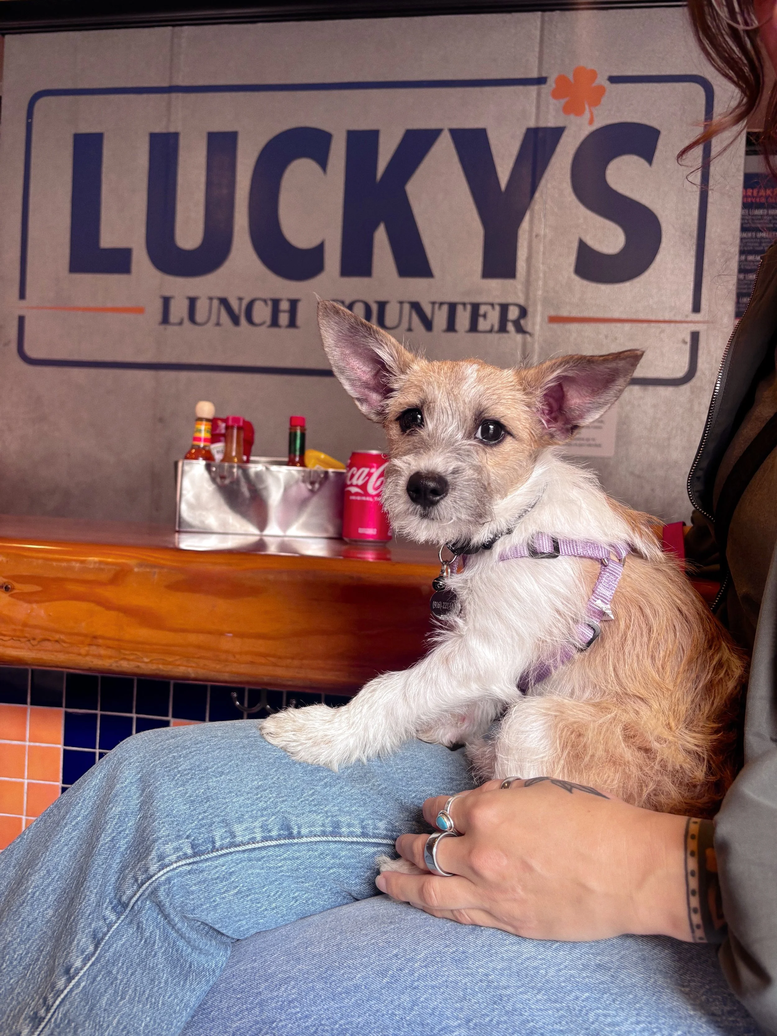 Bring your pup to grab some LUCK 🐾
