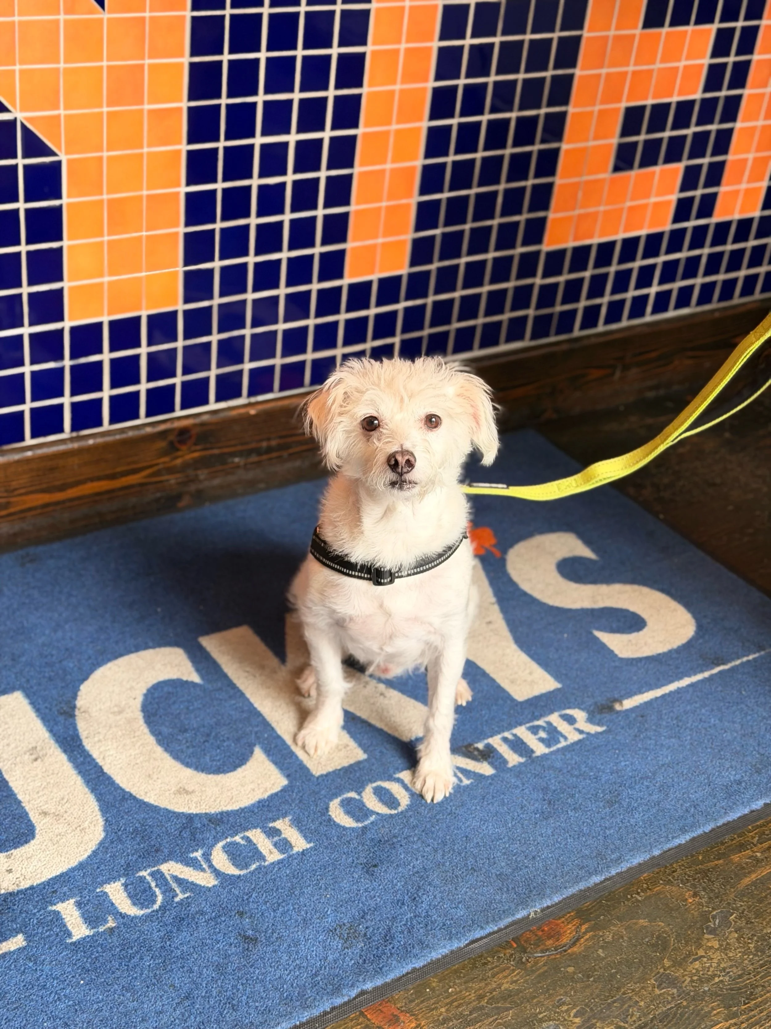 Spike says it&rsquo;s time for lunch!🐶🍴Who are we to argue?