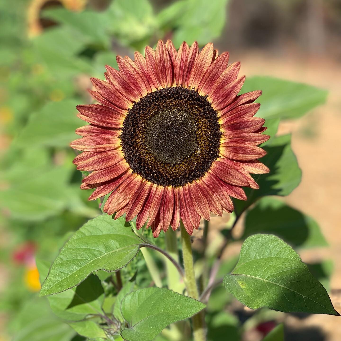 Shining like a sunflower through these hot summer days! 💐 🌸 🌺 🌹  #sunflowers #flowers #bugs #summer #gardening #farminglife #outdoors #naturephotography #organicgardening #sunshine