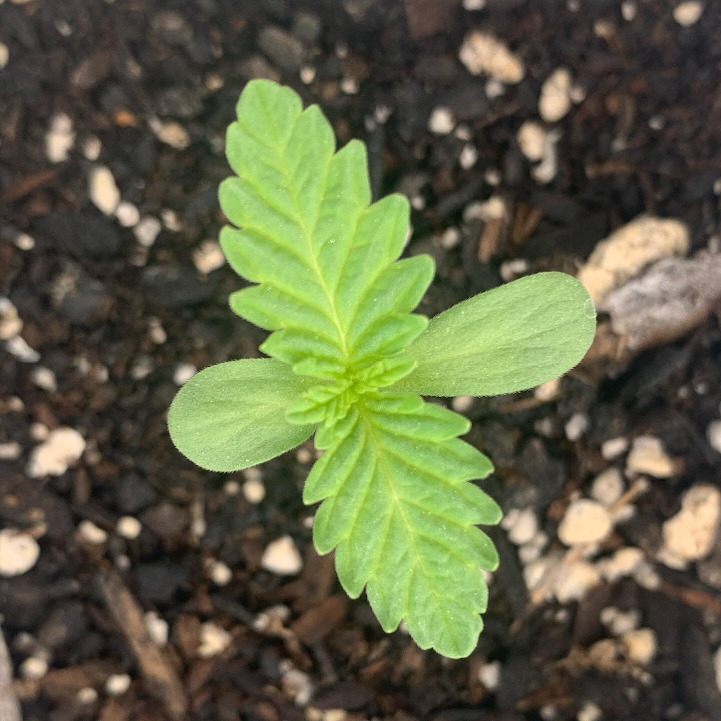 A new year of growth is starting on the farm.  2019 was a year to remember, making new friends that I will never forget. Excited for all the new growth 2020 brings!!! @sierrasungrown  #seeds #cannabiscures #cbdoil #thc #organicfood #livingsoils #natu