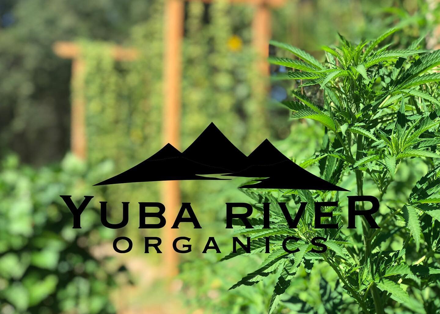 Starting to feel like Spring time on the farm. Where is the rain? 👨&zwj;🌾☀️🌱 .
.
.
#yubariverorganics #legalcannabis #cannabis #sungrown #organic #sustainable #regenerative #farm