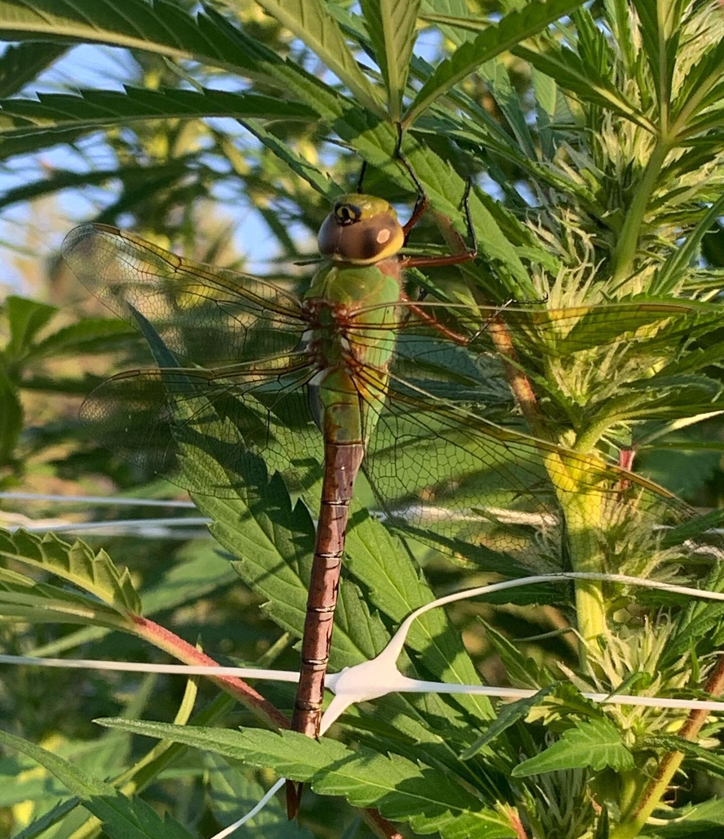 We ❤️ Dragonfly&rsquo;s.  #dragonfly #nature #cannabis #cbdoil #california
