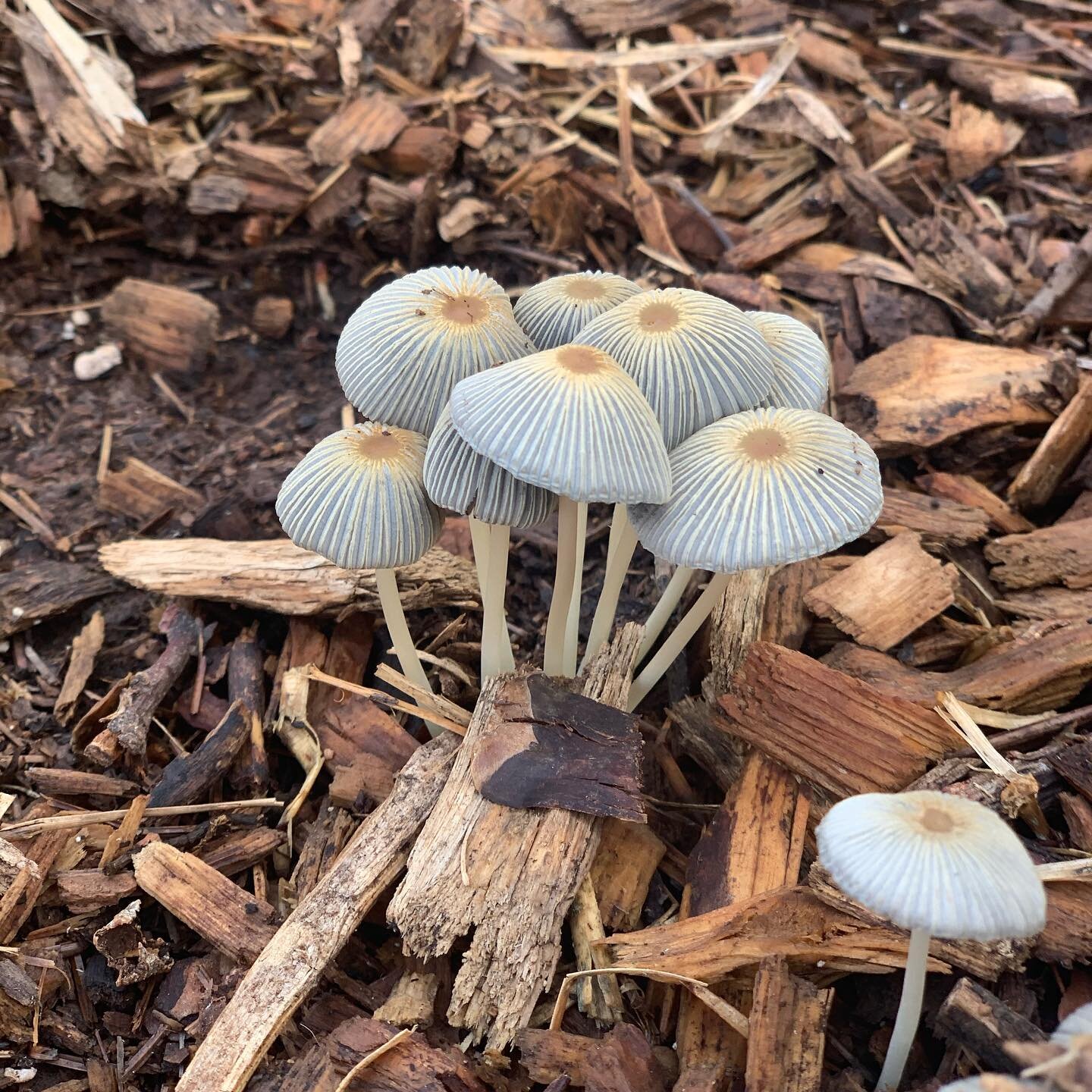 Mushrooms are one of nature&rsquo;s beautiful mysteries! There is magic happening beneath our feet! 🍄 #mushroomsofinstagram #mushroomsociety #mushrooms🍄 #naturelover #livingsoilgrown #cannabisoil #cbd #thc #gardening #farming
