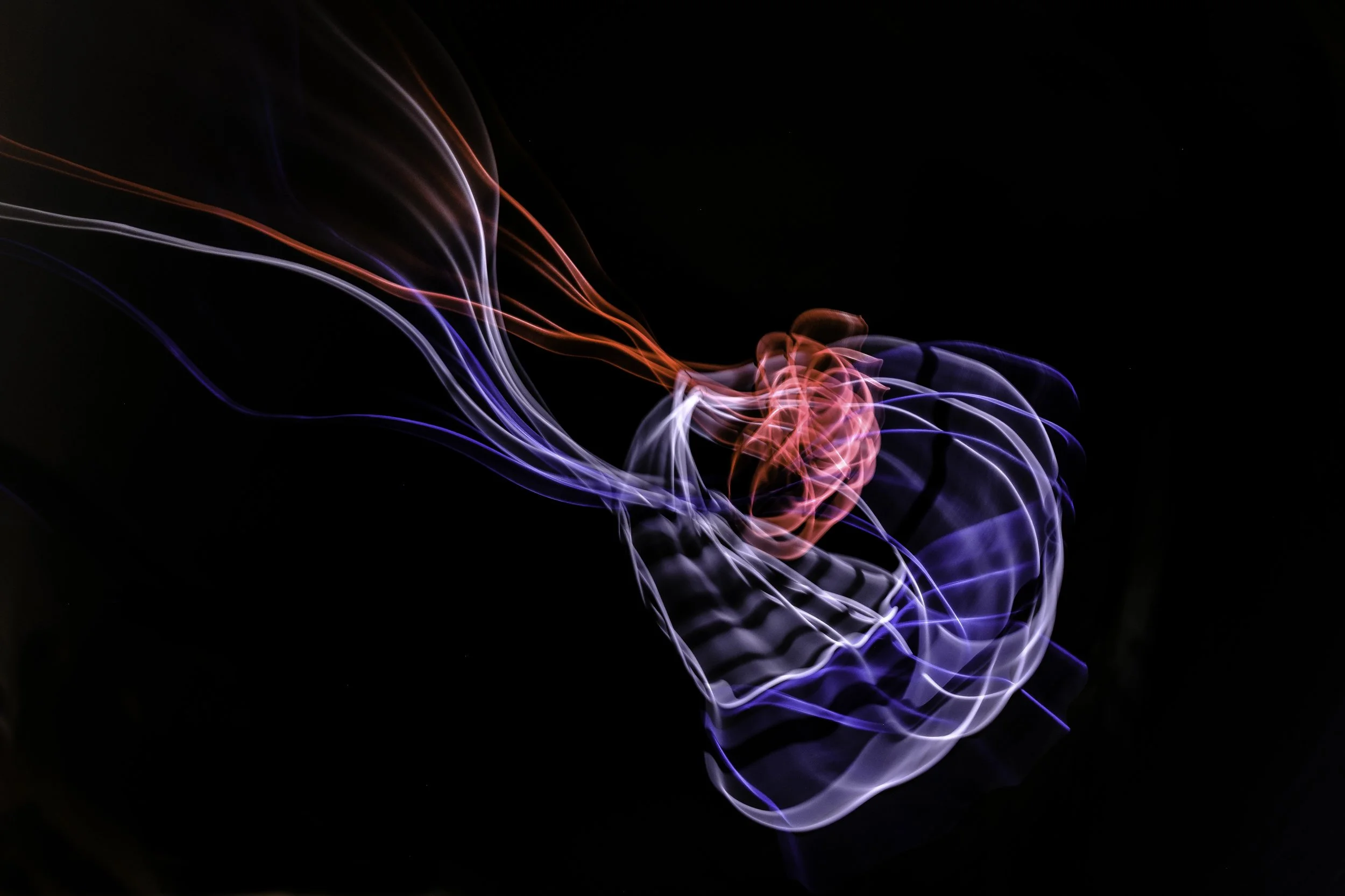 Jellyfish.jpg