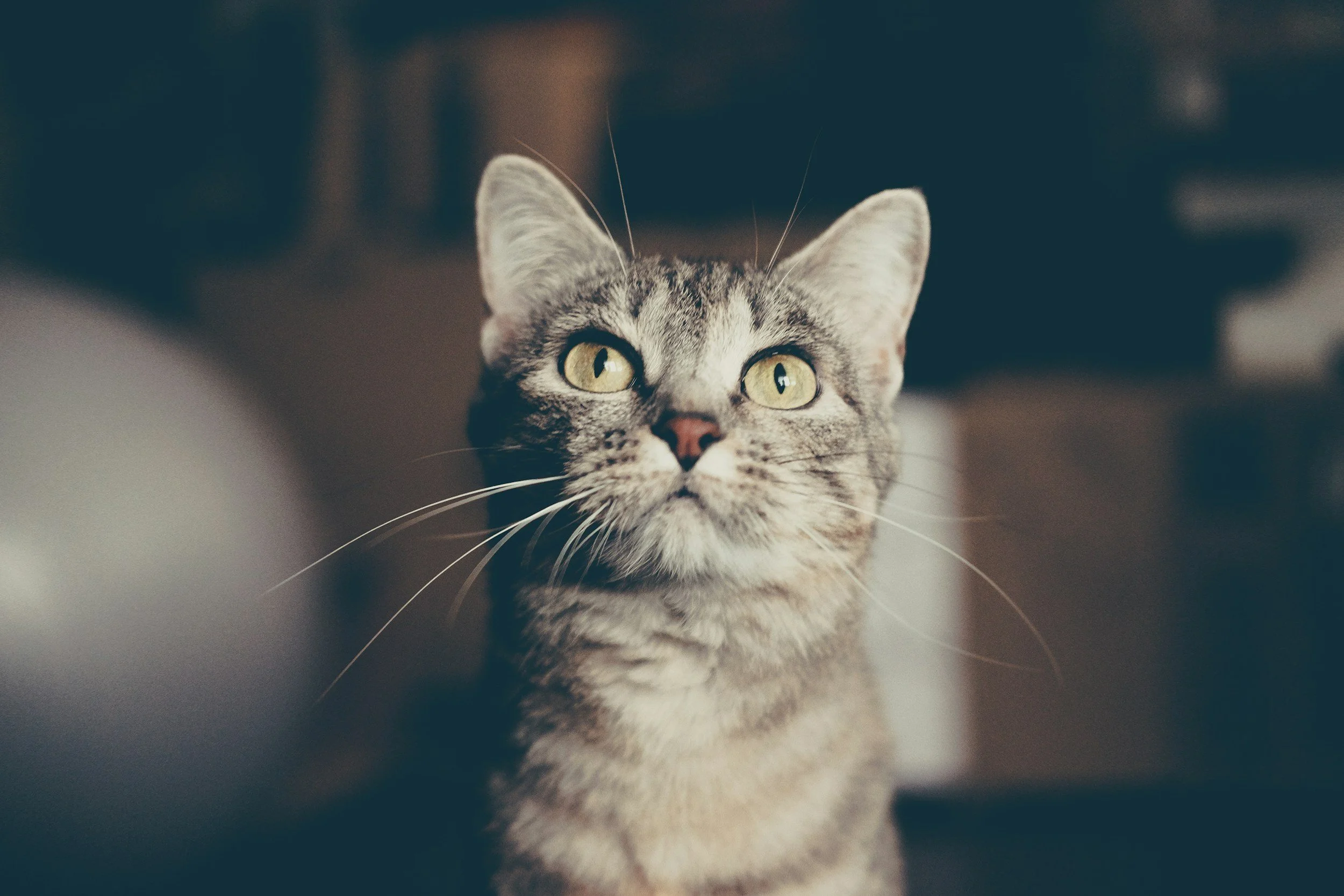 Drawing Prompt - Cat