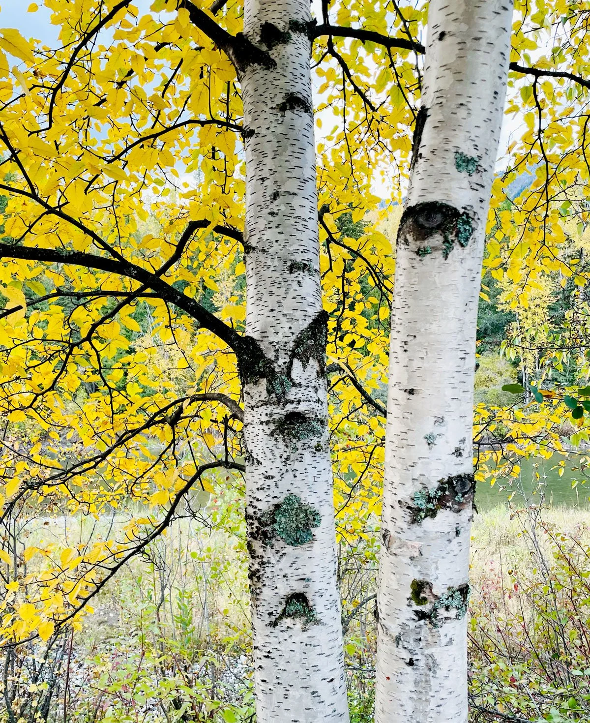 Drawing Prompt - Get Loose Birch Tree