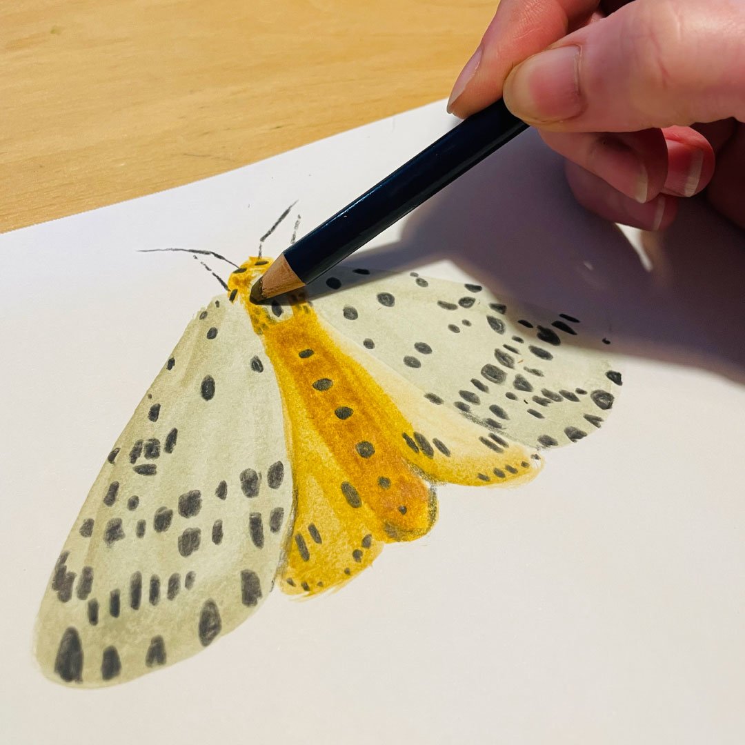 How to paint a moth in mixed media