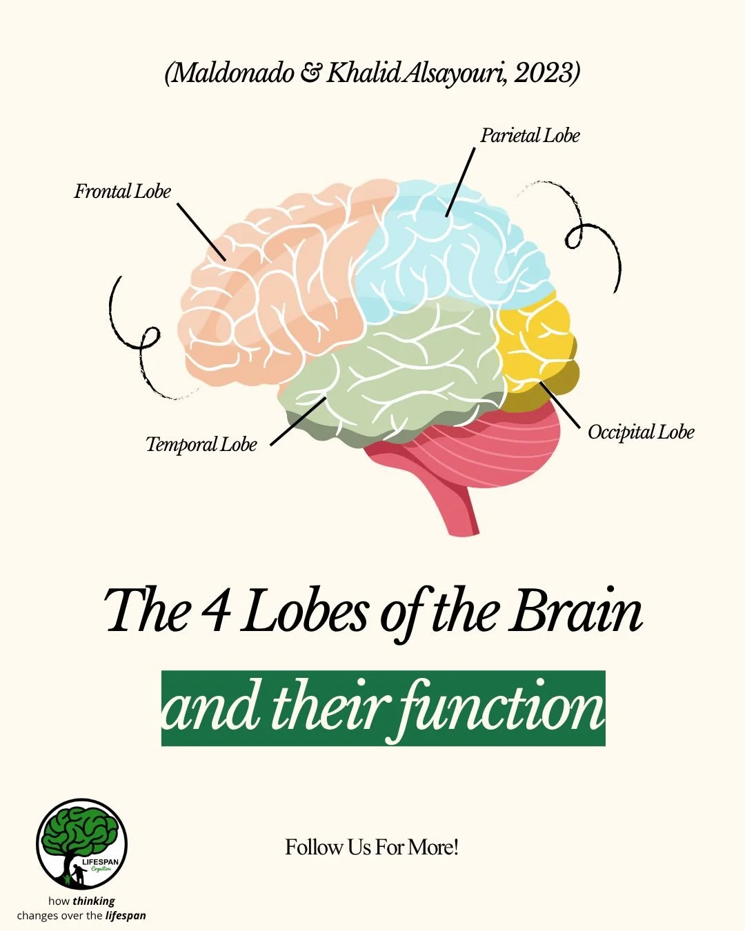 Everything you feel, think, and remember starts here 🧠✨ #psychology#cognition