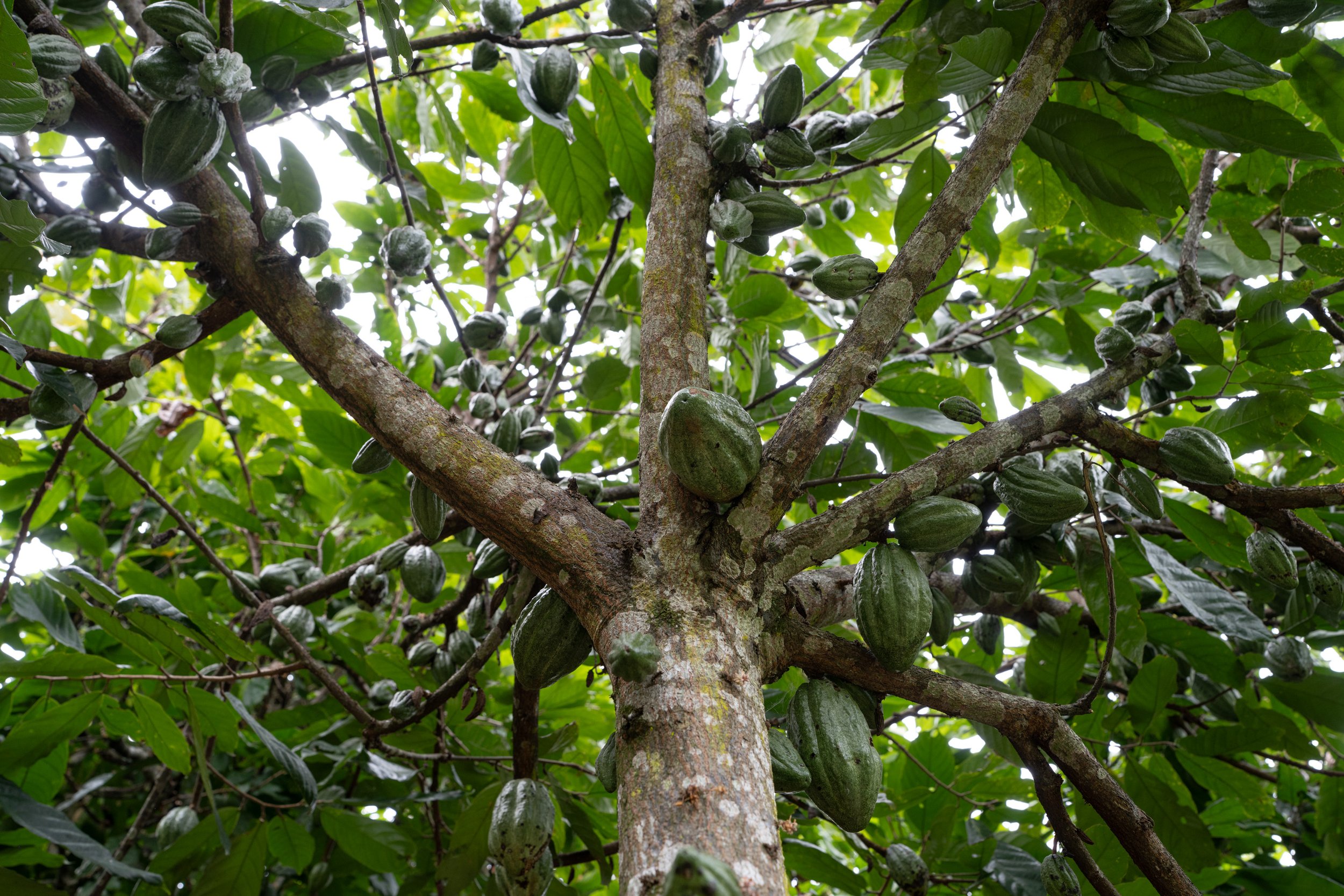 Chuncho cacao grows at higher elevations than any other variety. To accommodate cooler temperatures, the seeds have a higher cocoa butter content to protect the germ. This gives the resulting chocolate a smooth, well-rounded flavor.