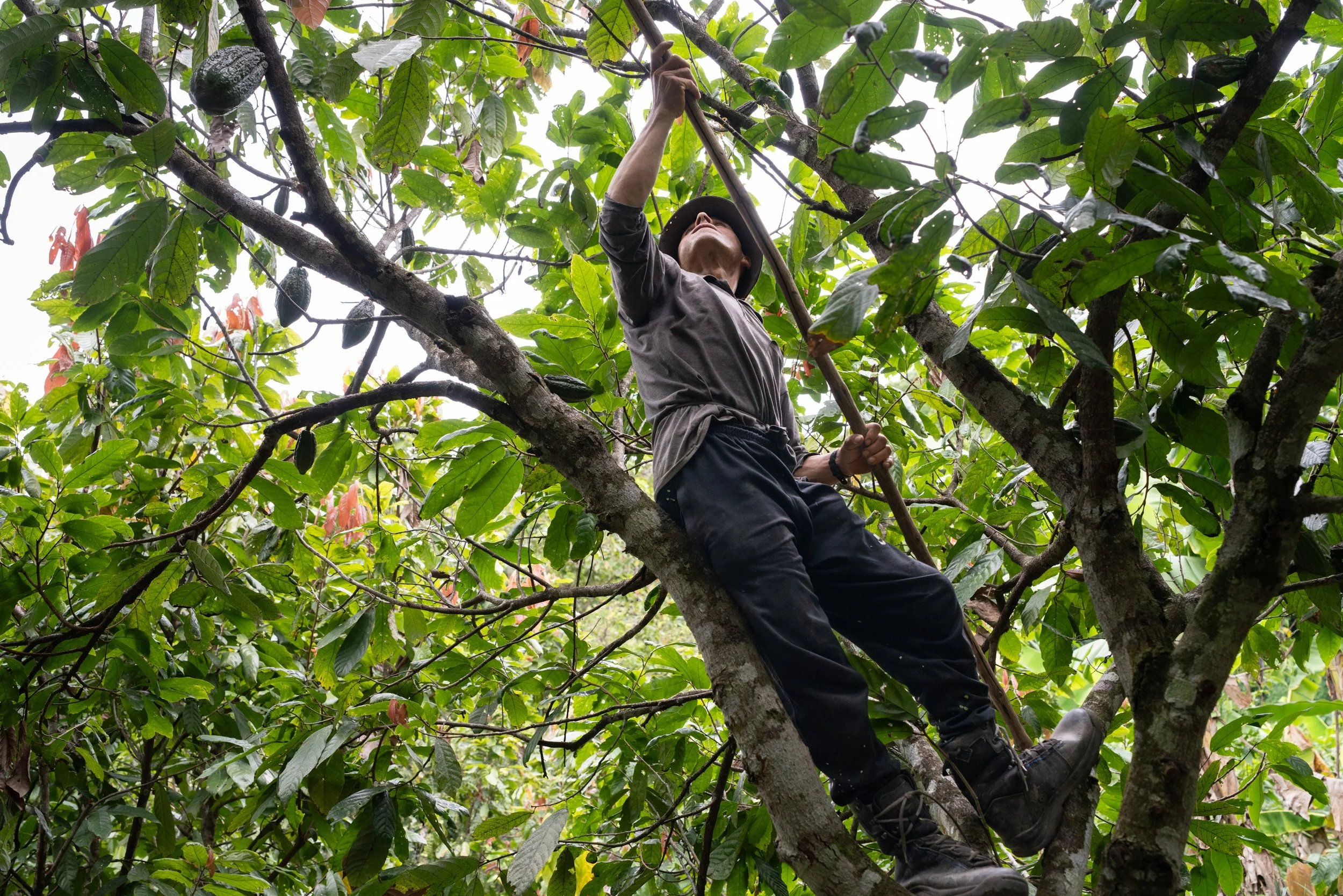 Celestino Valenzuela Coronado prunes dead branches from a cacao tree in the Ayacucho region of Peru. Older trees, like this heirloom Chuncho variety, can reach 40-50 feet tall, making maintenance and harvesting physically demanding.