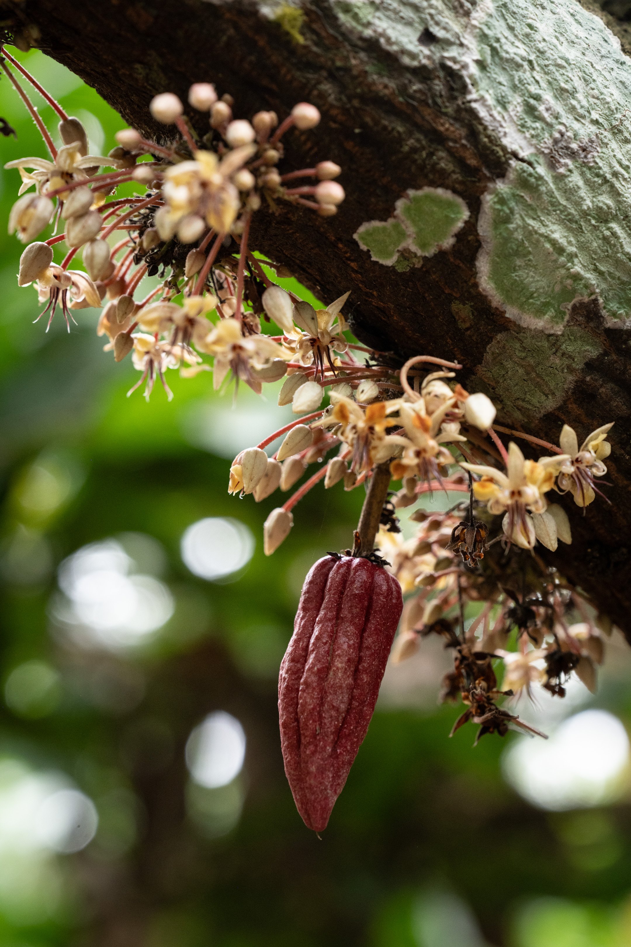 Cacao pods come in many different colors and sizes from light green to dark red and have seeds that range from white to dark purple. Unlike many fruits that occupy the tips of branches, cacao pods grow straight out of the trunks and primary branches 