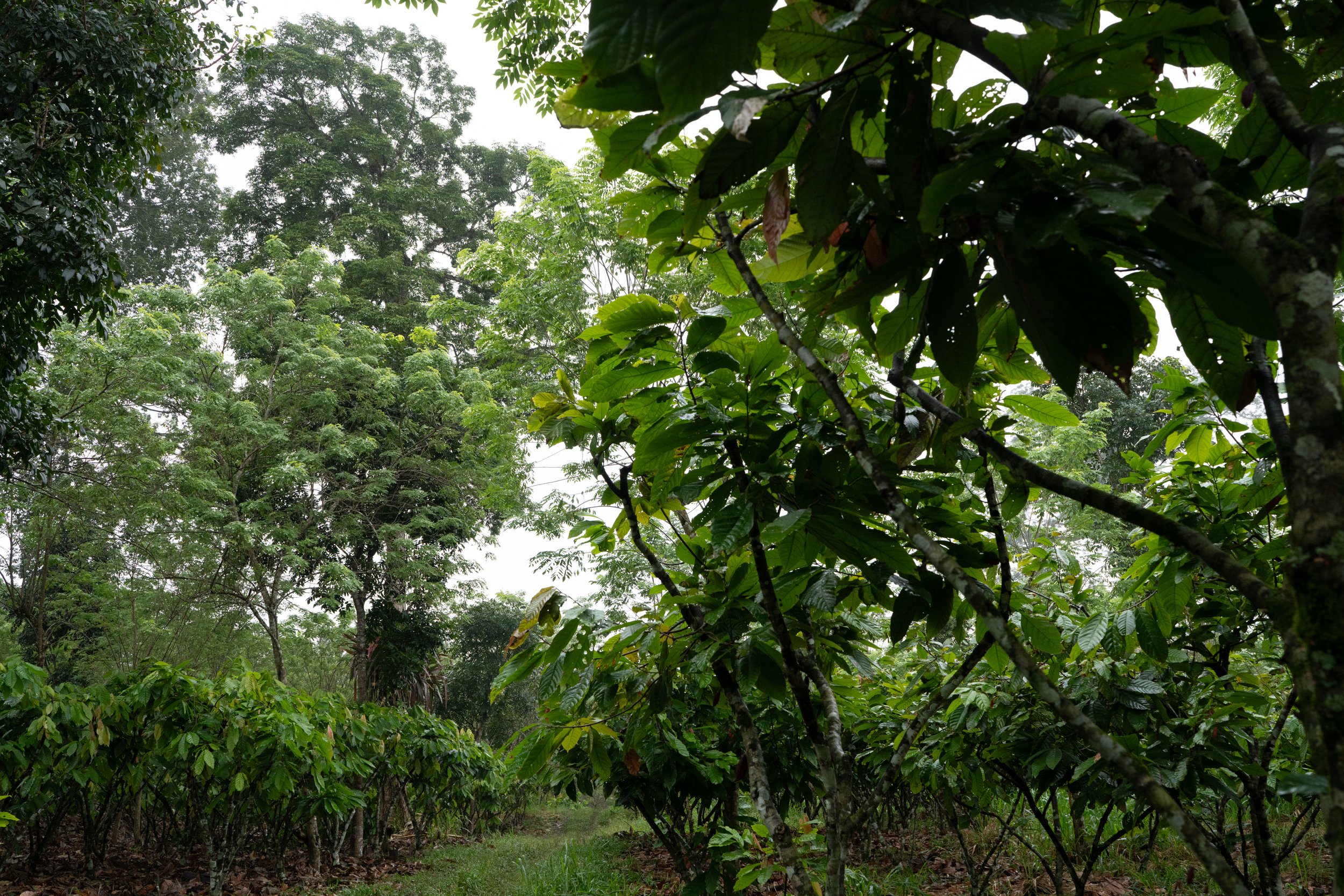 Heirloom cacao thrives under a diversified canopy of taller trees, making it an ideal crop for forest preservation and restoration efforts. The European Union Deforestation Regulation (EUDR) is mandating that all imported cocoa must be deforestation-