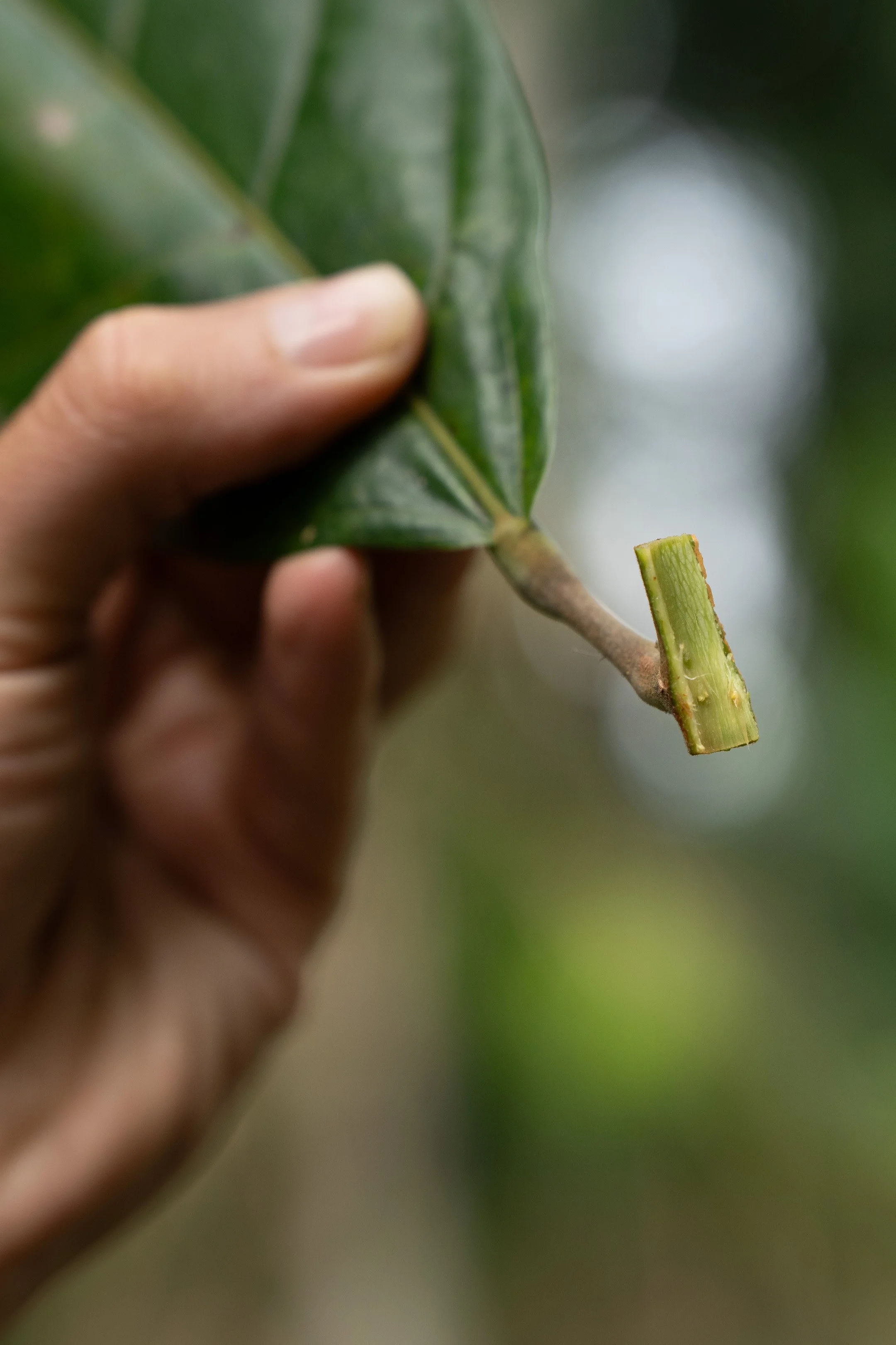 Grafting is a common practice used to preserve and proliferate desired strains of cacao. This section of an heirloom variety is ready to graft onto a new cacao sapling.