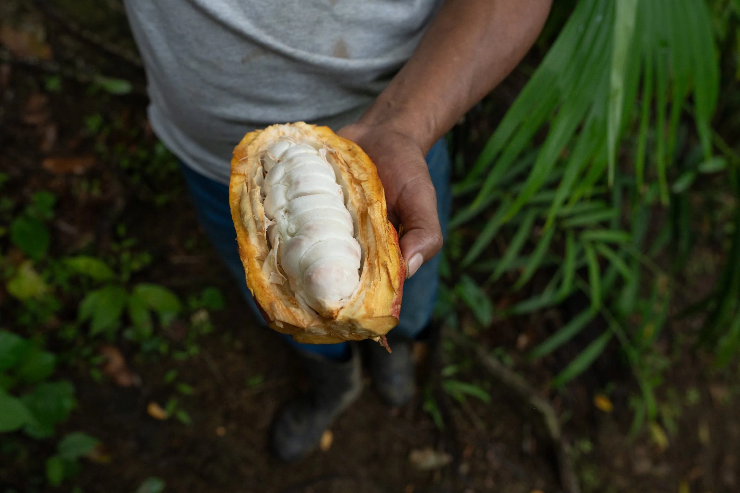 Lauro Cahal shows the white fruity pulp that surrounds cacao seeds. This pulp infuses nuanced flavors into the seeds during fermentation. While the cacao variety is critical for flavor, the fermentation process is just as important for achieving opti
