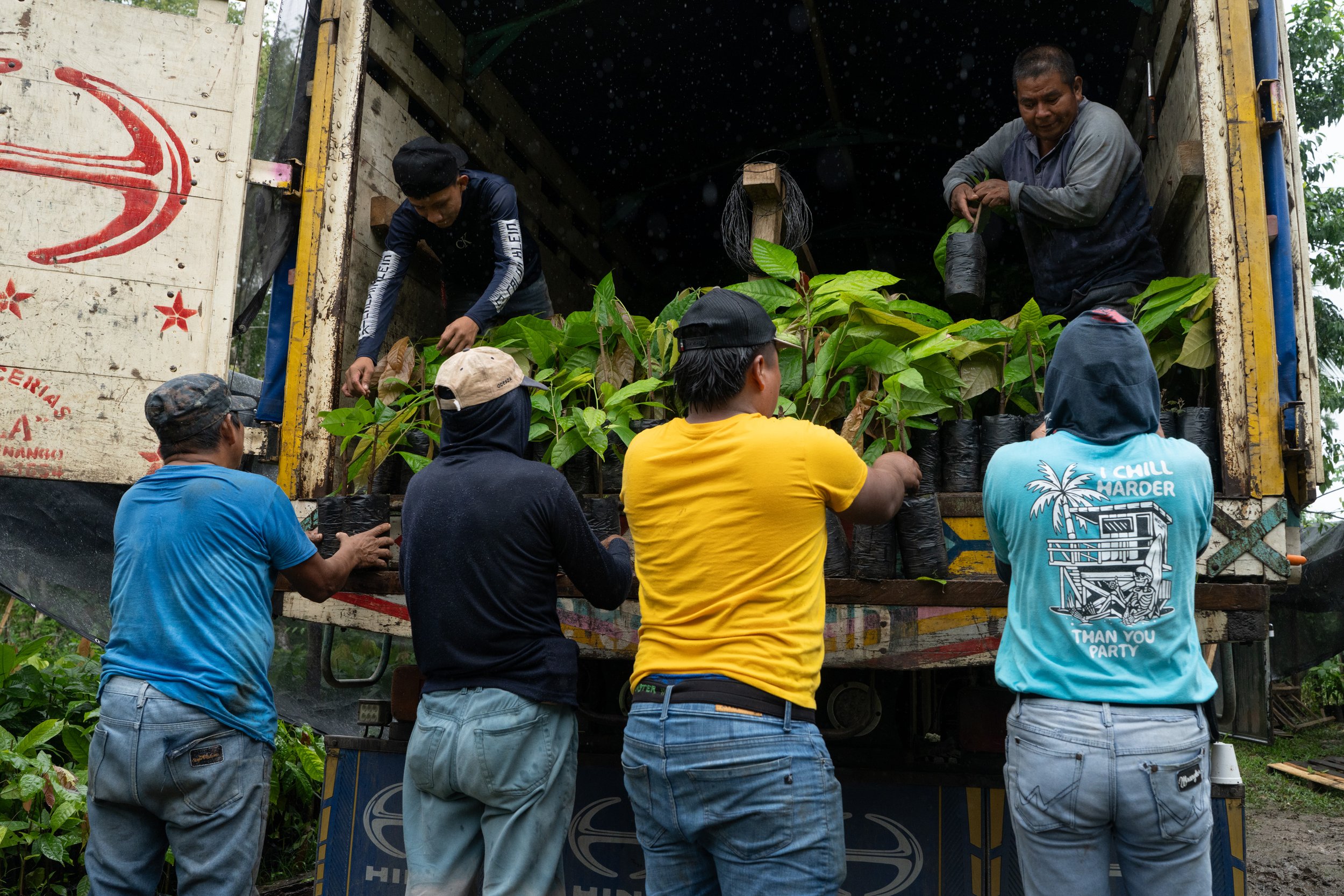 One of Finca Ana Maria's main income sources is through sales of their unique, heirloom varieites. Here, workers are loading one of four trucks that will take 20,000 grafted seedlings to another cacao farm in Guatemala.