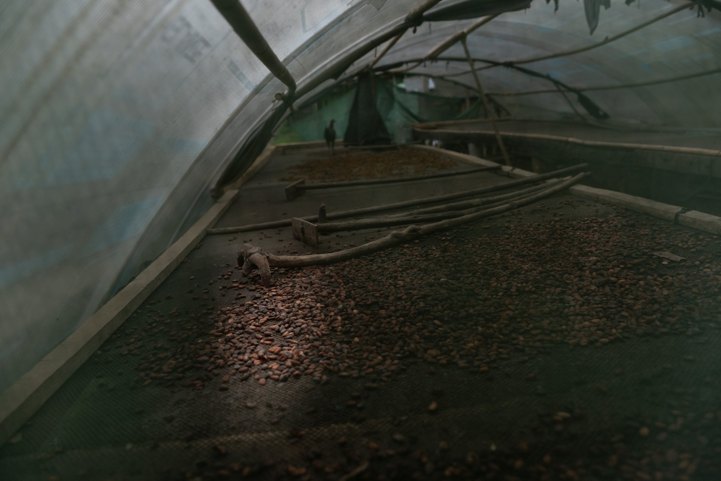 Most cacao is harvested within the primary season, but smaller quantities ripen throughout the year. Celestino and Mirtha harvest, ferment, and dry smaller batches for their own consumption while selling the best beans through Cooperativa Cacao VRAE.