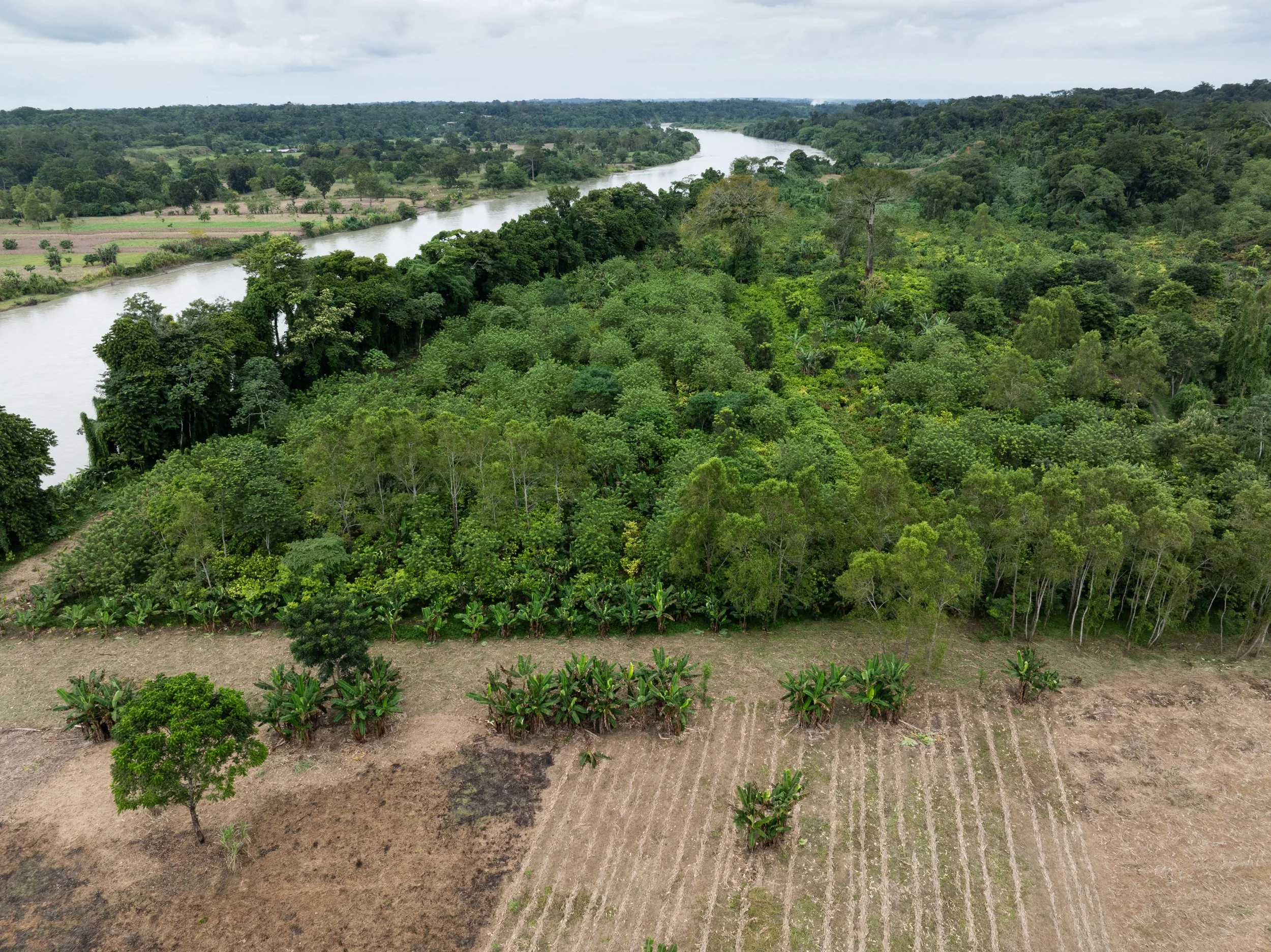 Finca Ana Maria in the Alta Verapaz region of Guatemala once grew corn, like the adjacent farm in the foreground. Thirteen years ago, Erick Ac converted it to a diversified cacao farm which has greatly improved the soil, biodiversity, and carbon sequ